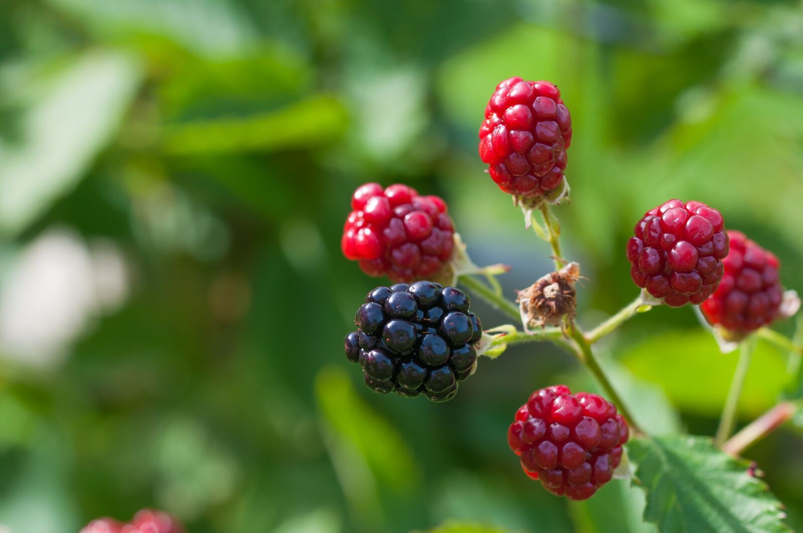 Nikon D90 sample photo. Blackberries, ripe, immature photography