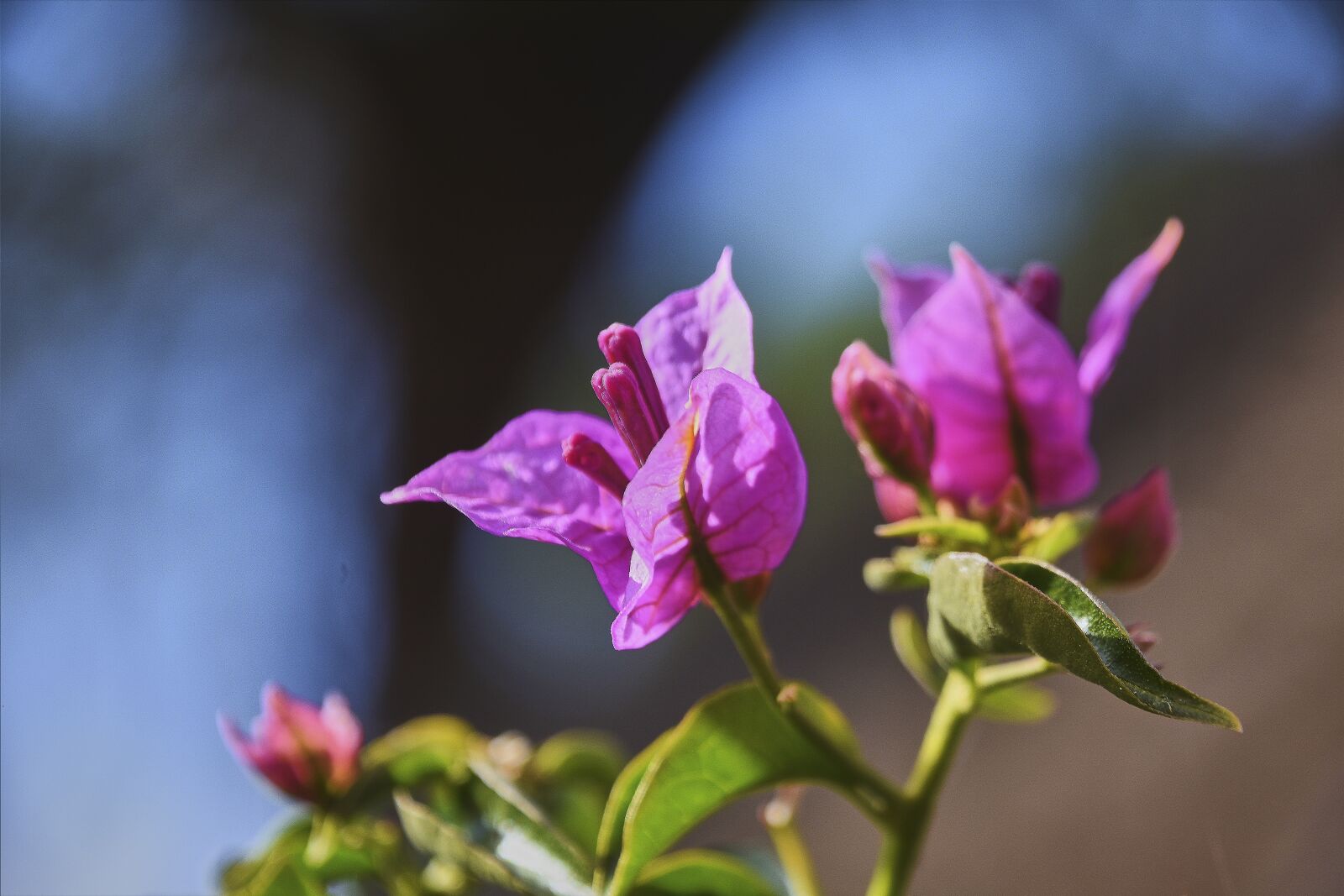 Nikon D7200 sample photo. Flower, garden, wild photography