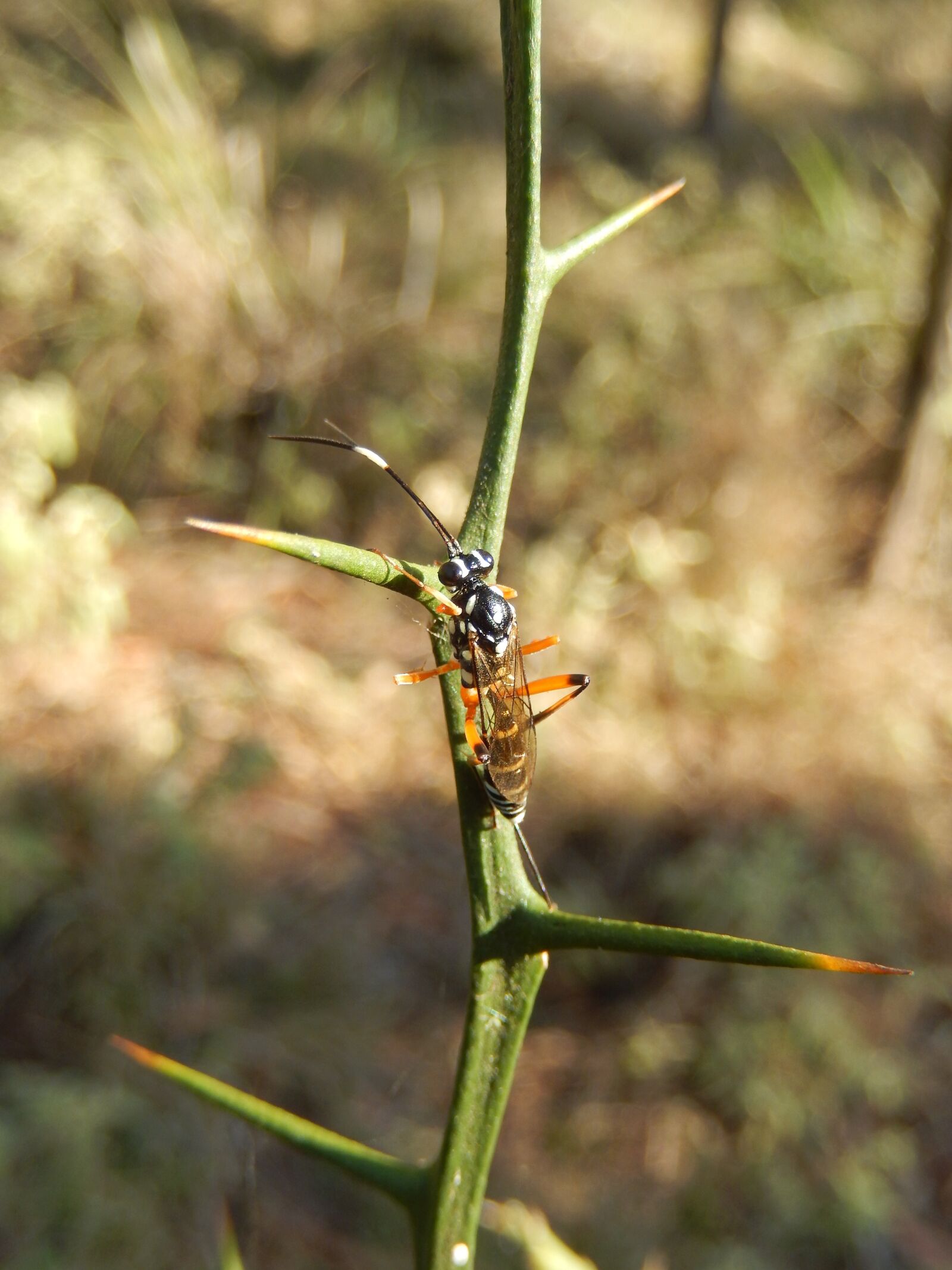 Nikon COOLPIX S9400 sample photo. Wasp, insect, bug photography