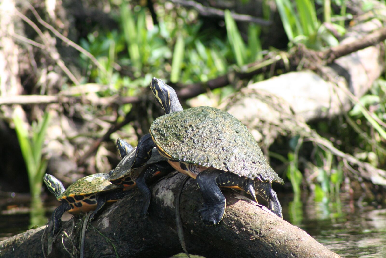 Canon EOS 350D (EOS Digital Rebel XT / EOS Kiss Digital N) sample photo. Nature, wildlife, animal photography
