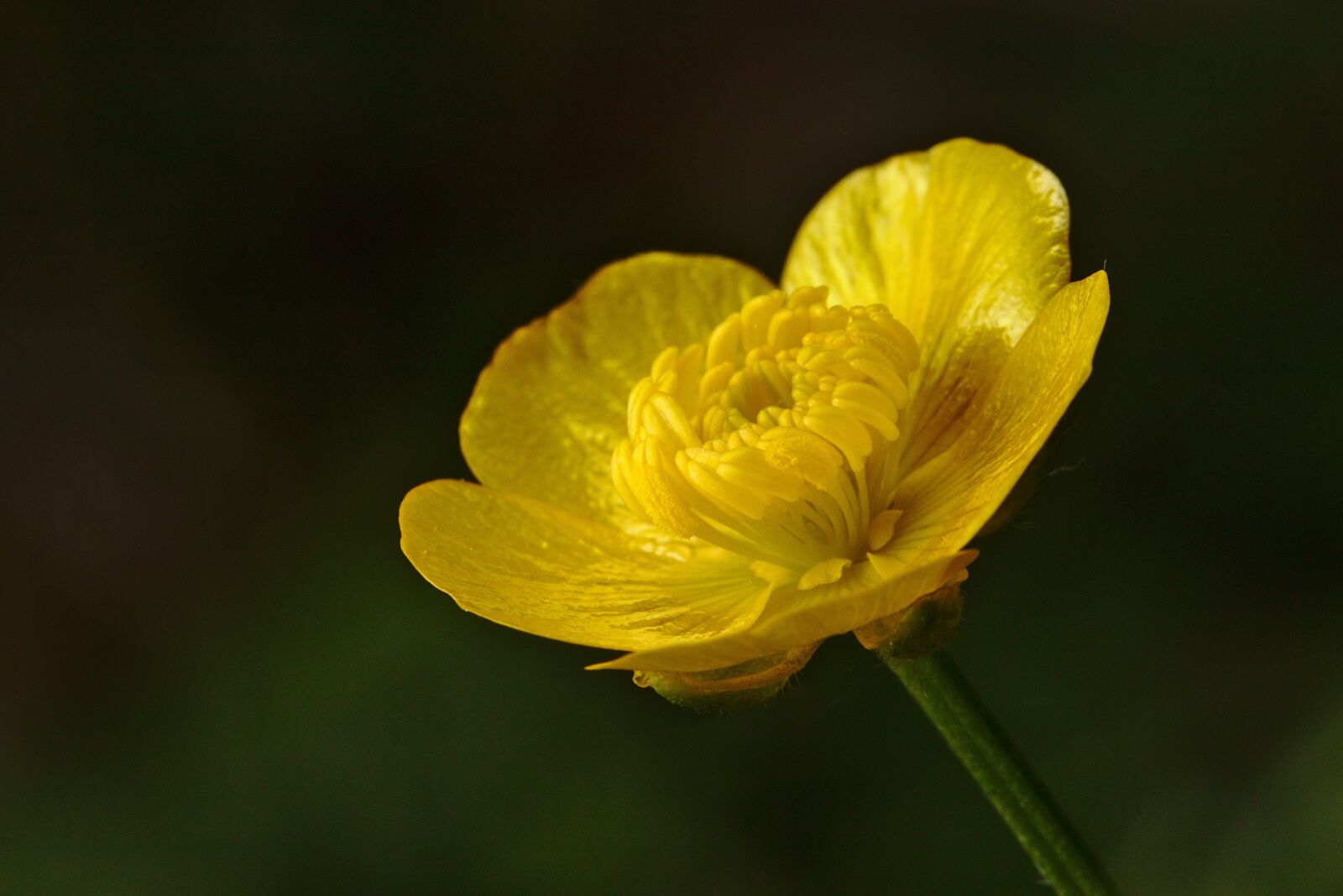 Canon EOS M5 sample photo. Buttercup, yellow, blossom photography