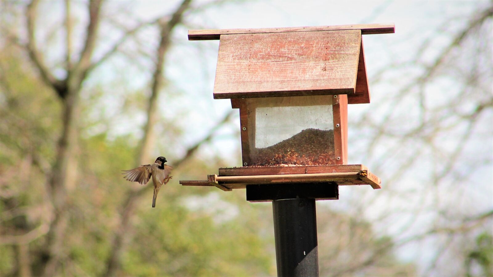 Canon EOS 550D (EOS Rebel T2i / EOS Kiss X4) sample photo. Bird feeder, tree sparrow photography