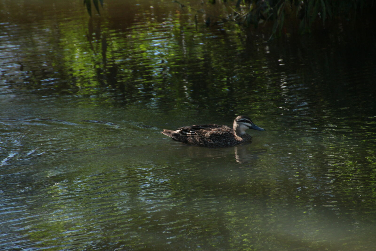Canon EOS 70D + Tamron 18-270mm F3.5-6.3 Di II VC PZD sample photo. Duck, pond photography