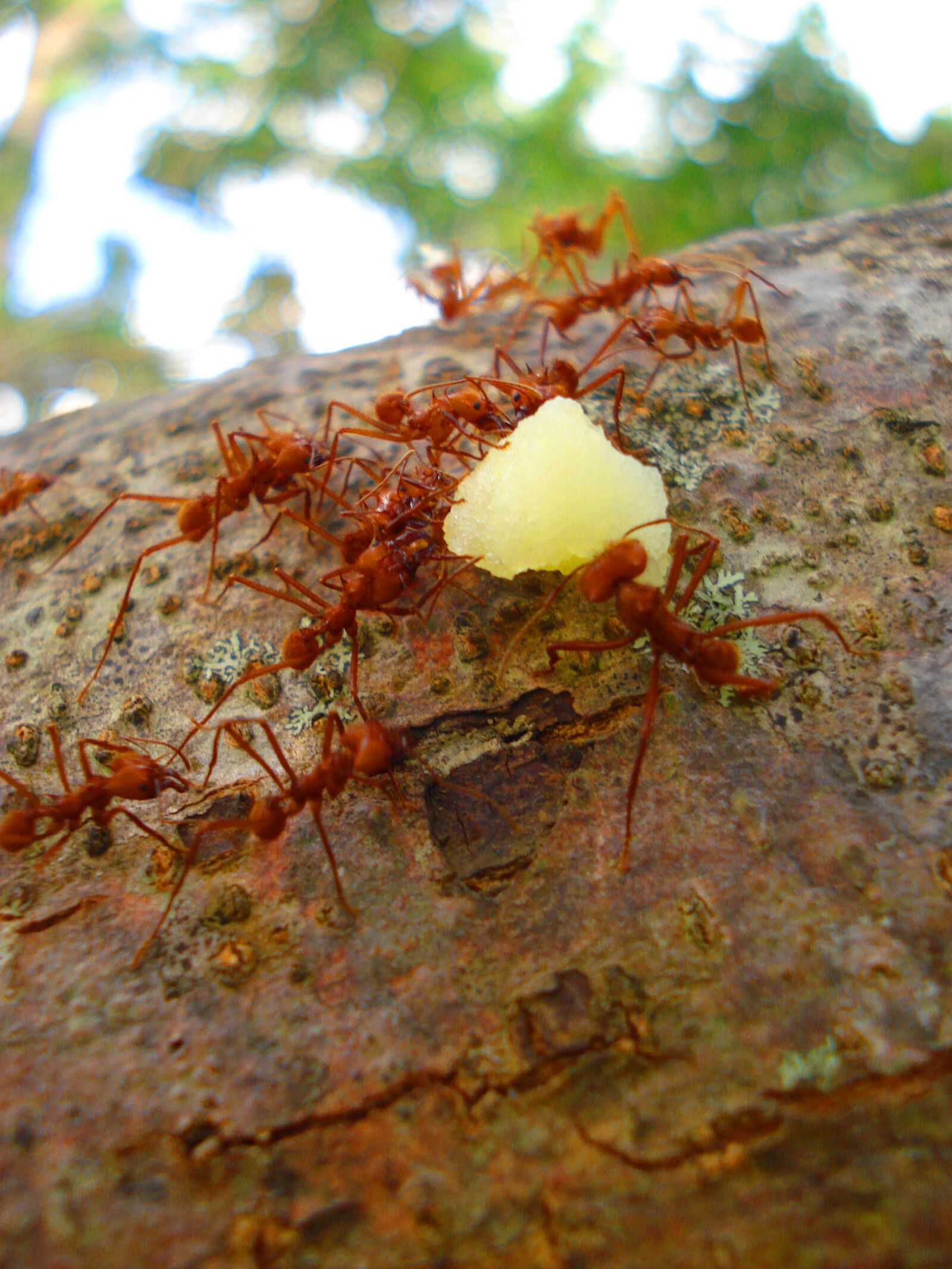 Sony DSC-W55 sample photo. Ants, nature, red, ants photography