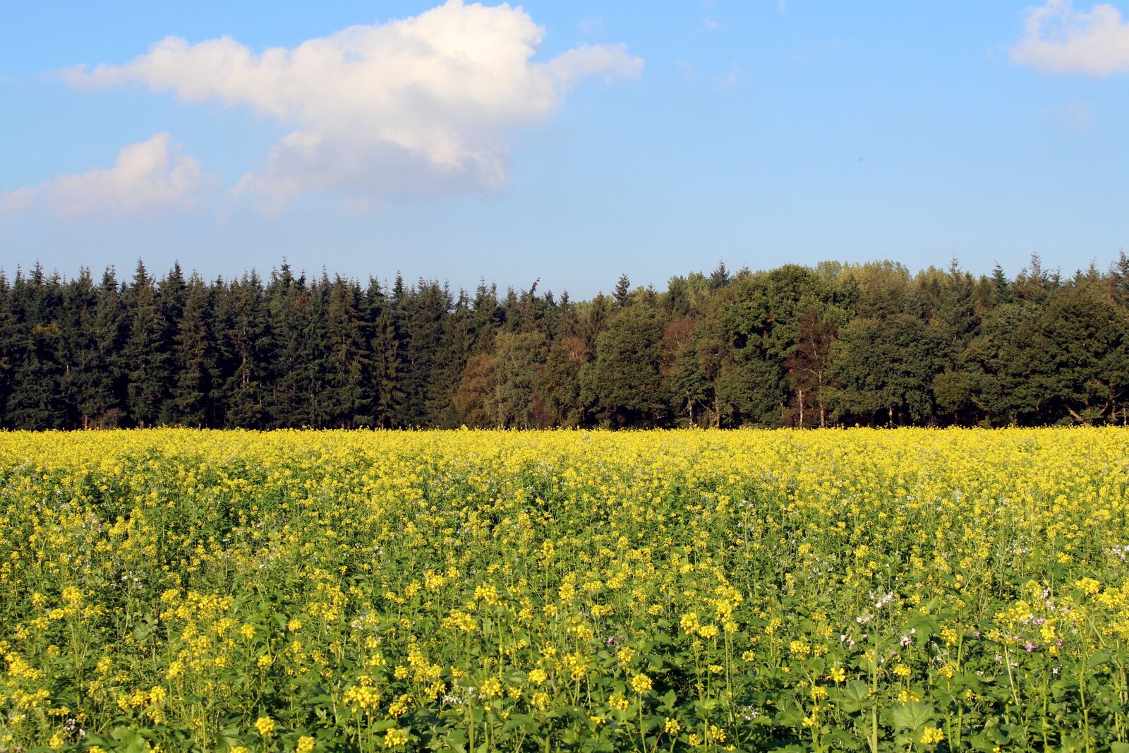 Canon EOS 700D (EOS Rebel T5i / EOS Kiss X7i) sample photo. Field of rapeseeds, forest photography