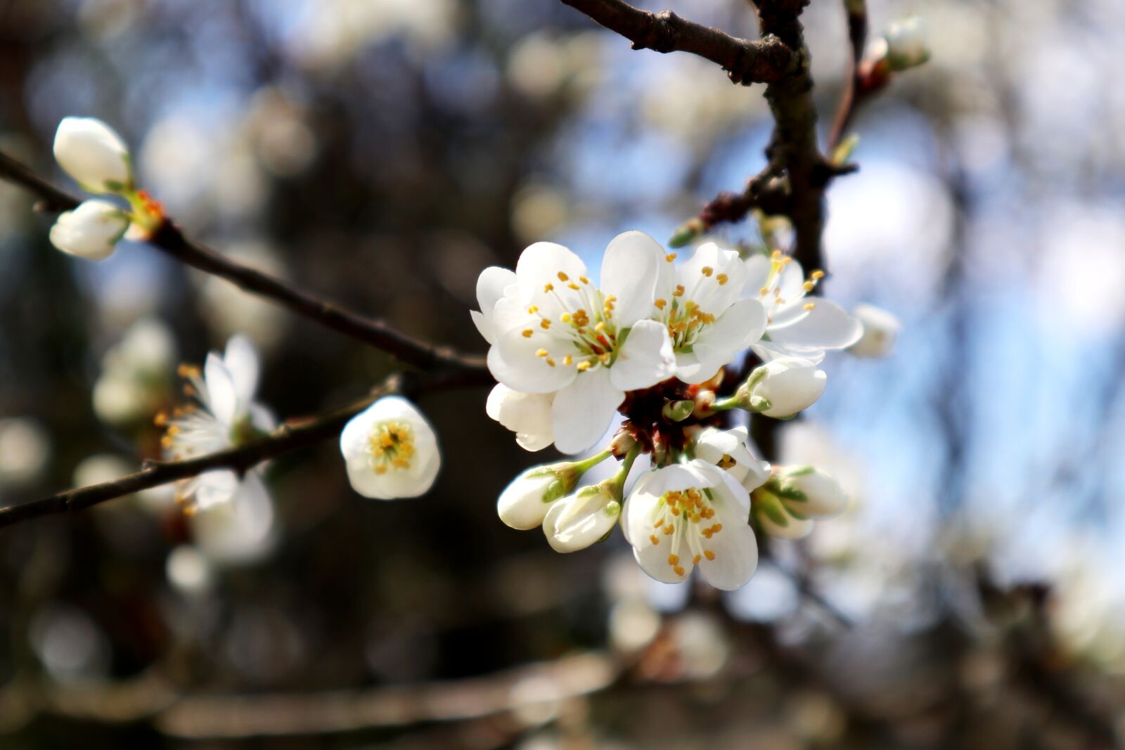 Canon EOS M100 sample photo. Hummel, apple tree flowers photography