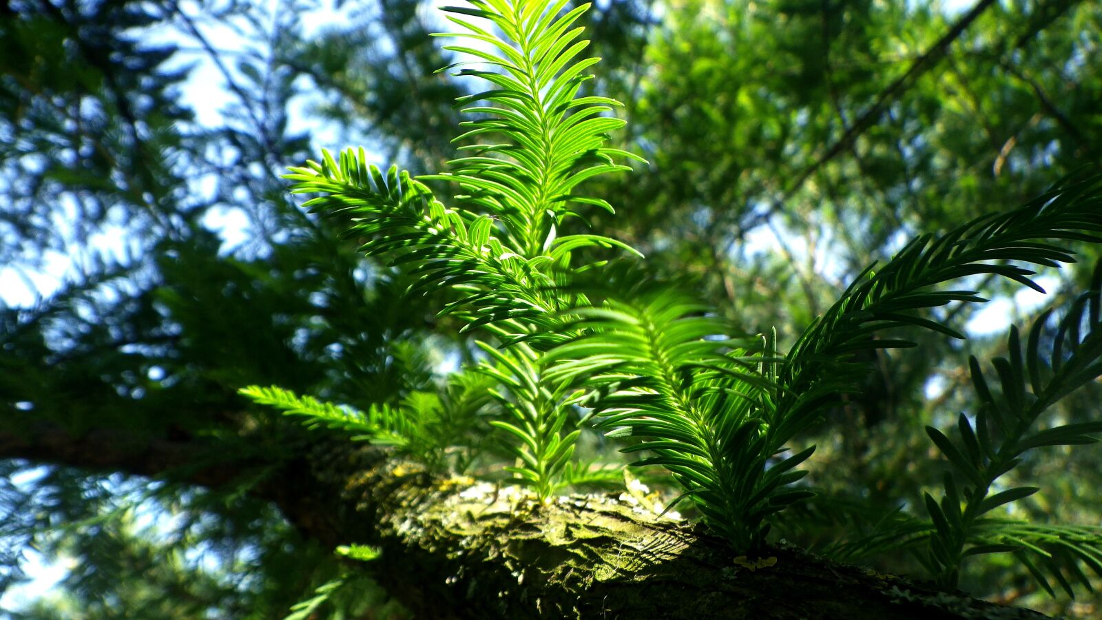 Pentax Optio WG-2 sample photo. Pine, pine wood, wood photography