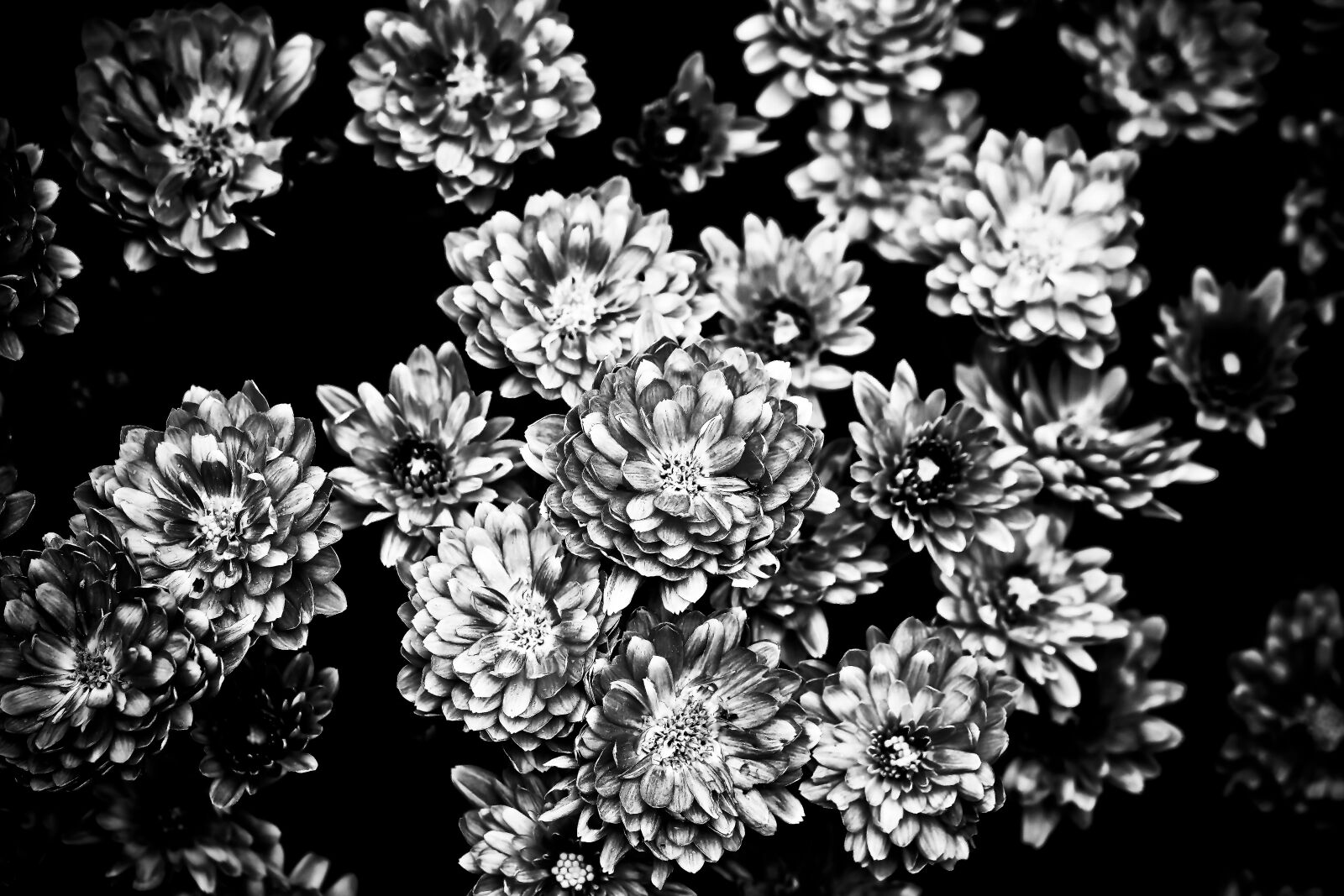 Olympus OM-D E-M10 sample photo. Chrysanthemums, flower, plant photography
