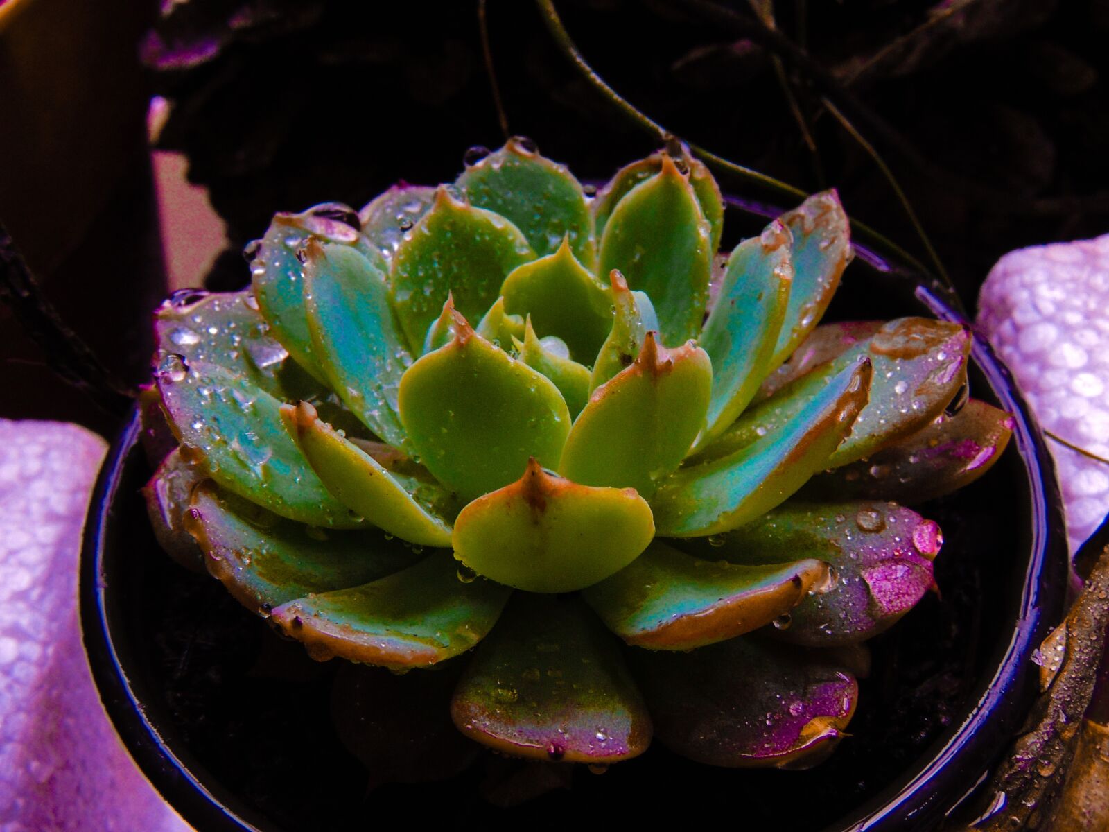 Nikon Coolpix P510 sample photo. Plant, indoor, houseplant photography