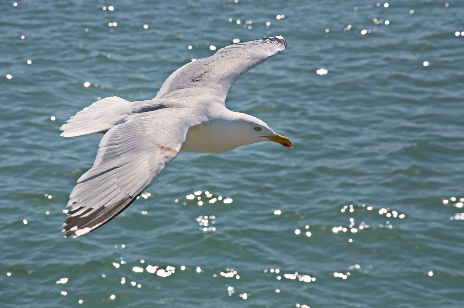 Nikon D90 sample photo. Seagull, fly, flight photography