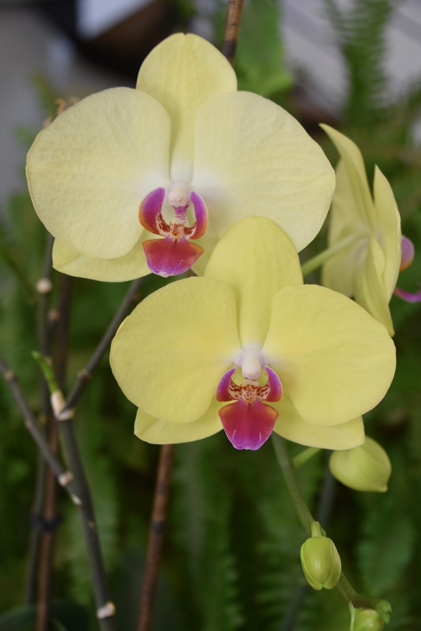 Nikon D5600 sample photo. Flower, orchid blossom, orchid photography