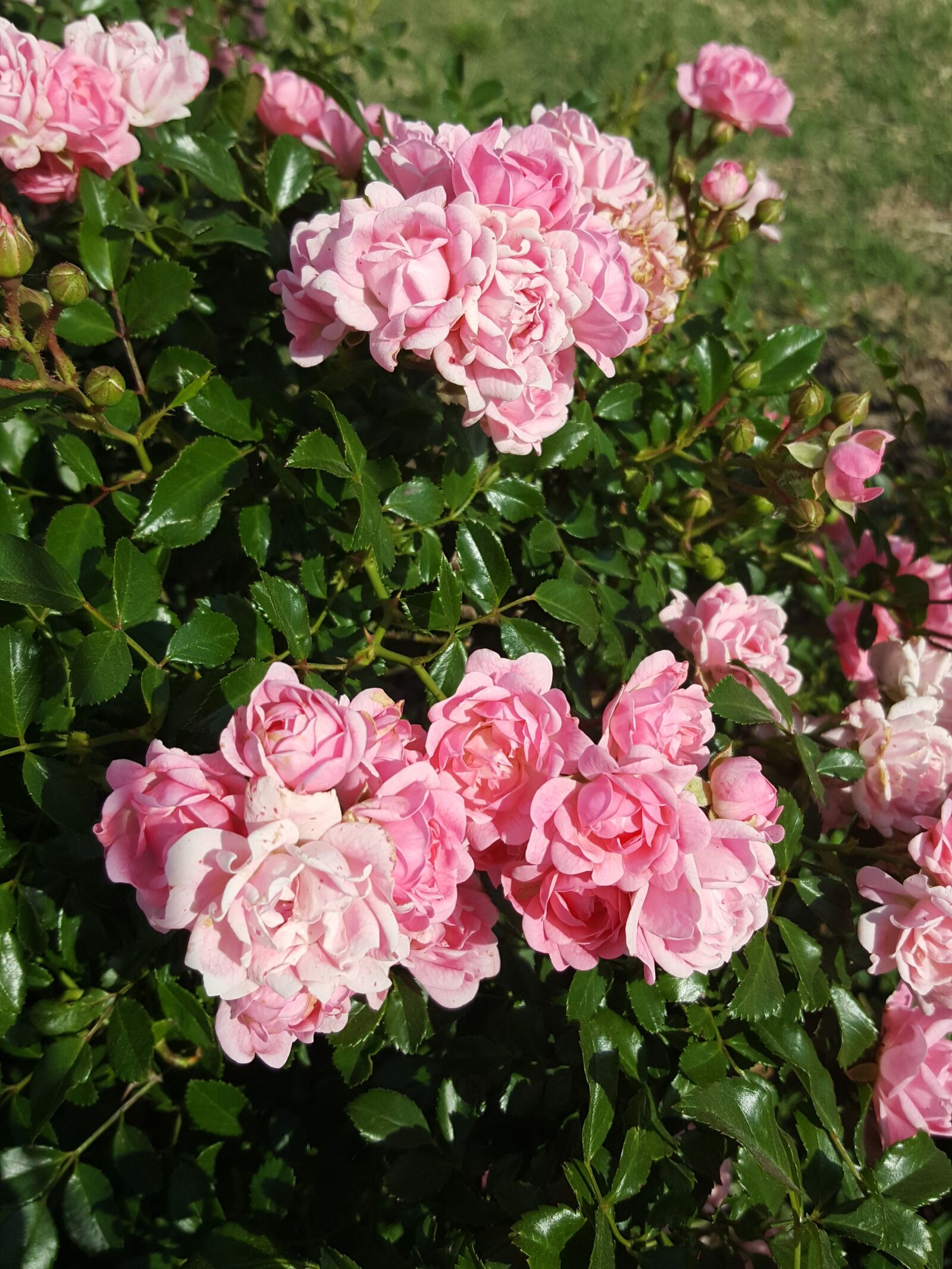 Samsung Galaxy S6 sample photo. Roses, pink roses, pink photography