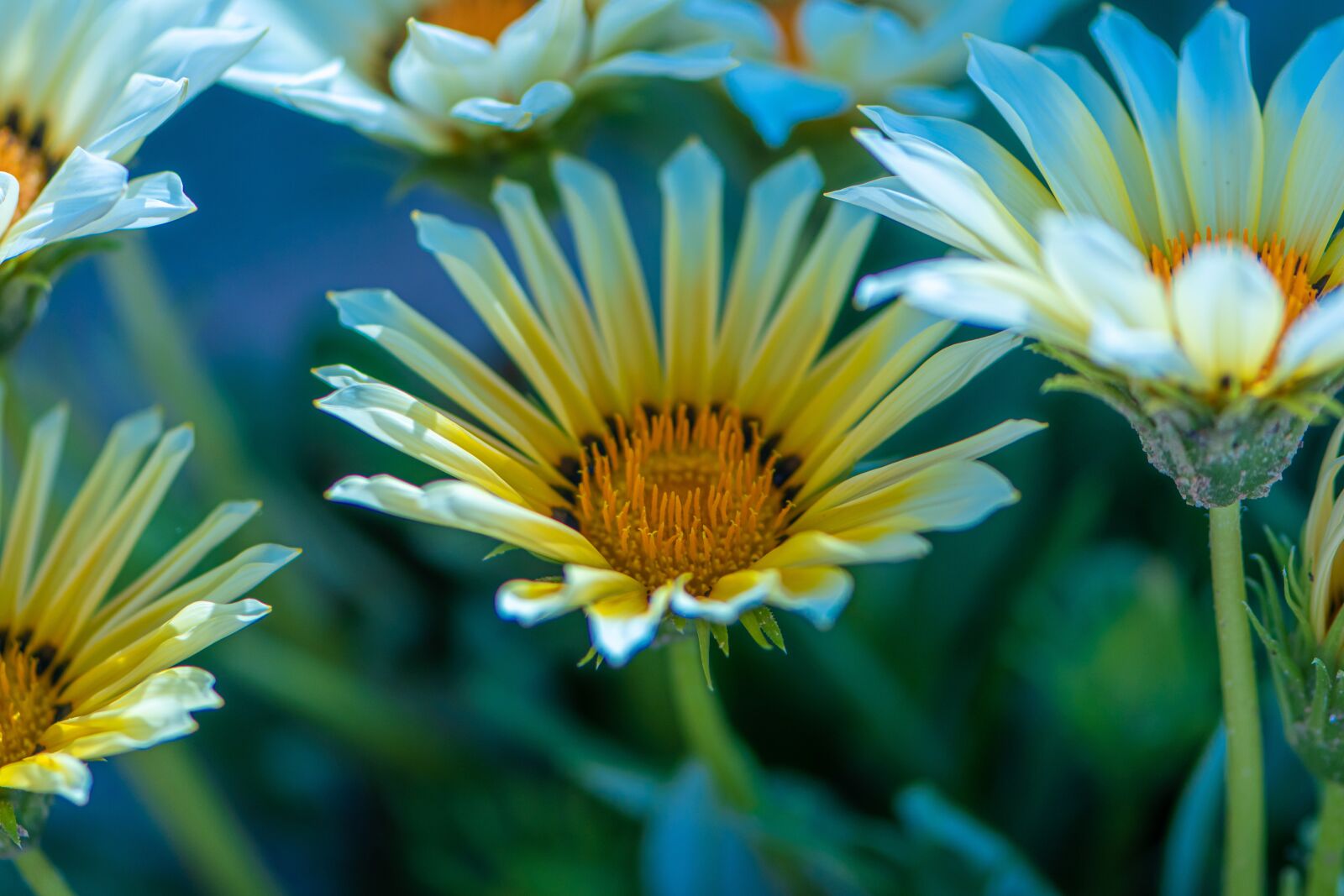 Nikon D5600 sample photo. Happy passover, mothers day photography