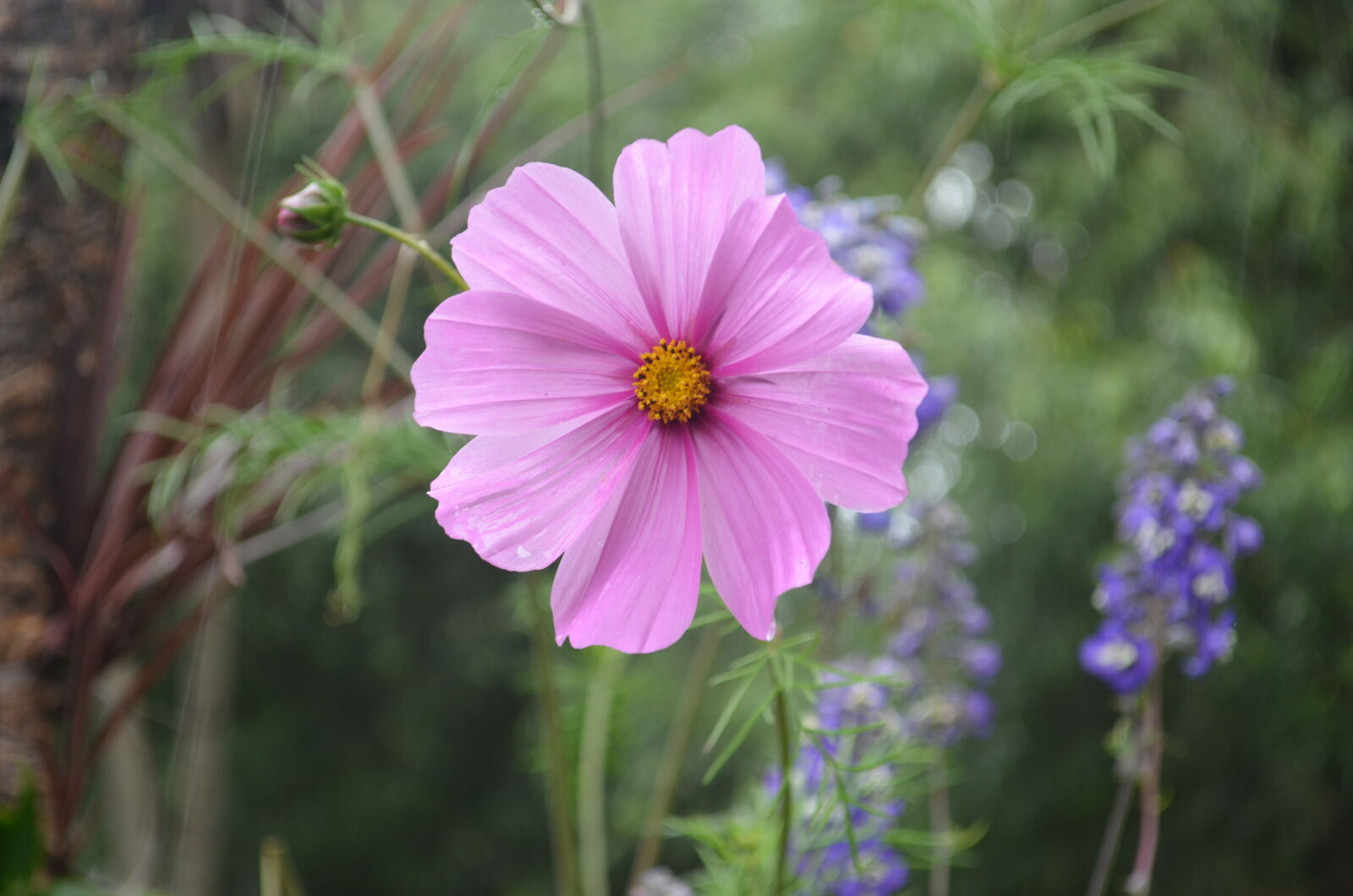 Nikon D5100 sample photo