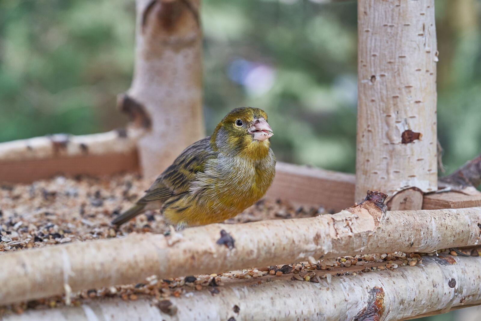 Sony FE 90mm F2.8 Macro G OSS sample photo. Bird, eat, treehouse photography
