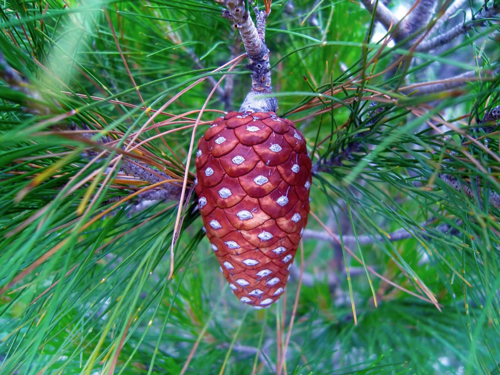 Samsung NV8 , VLUU NV8 sample photo. Tree, nature, pine photography