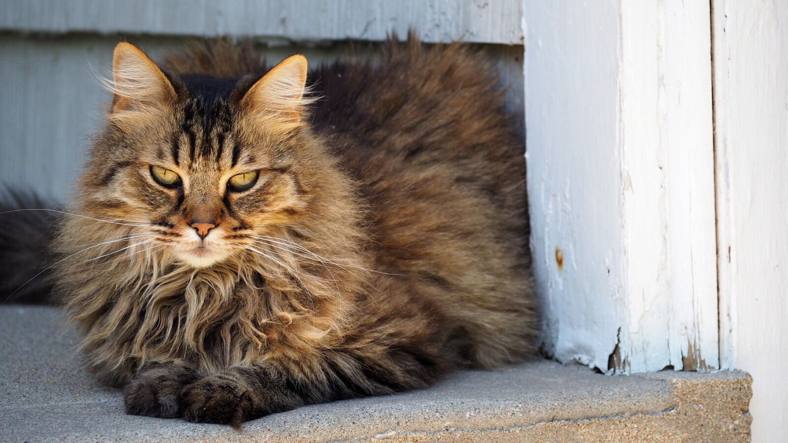 Olympus OM-D E-M10 II sample photo. Cat, portrait, kitten photography