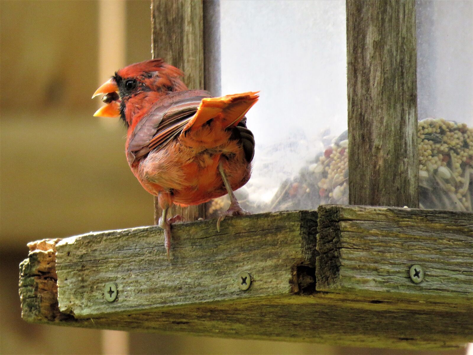 Canon PowerShot SX60 HS sample photo. Bird, mature, cardinal photography
