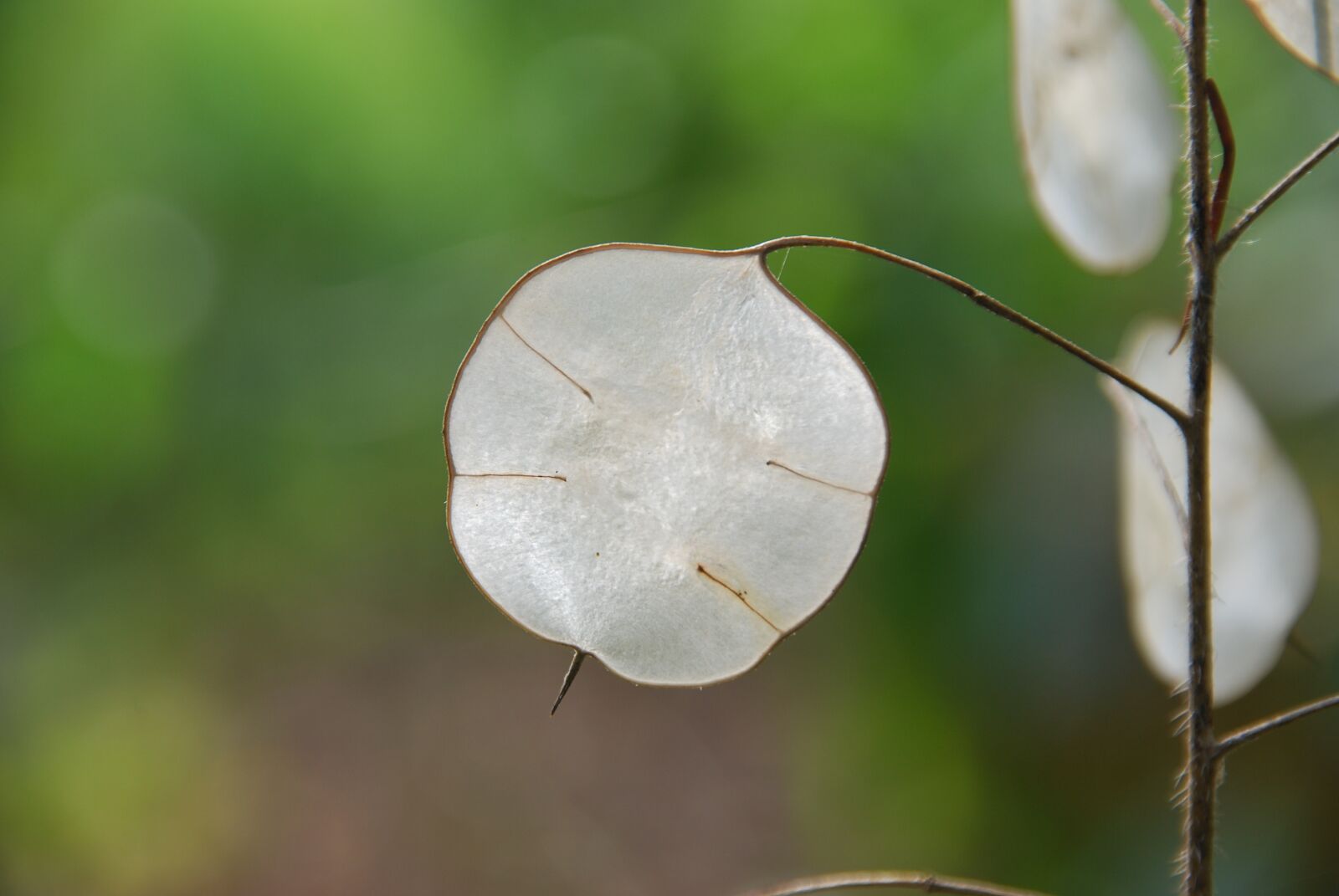 Nikon D80 sample photo. Honesty, plant, flora photography