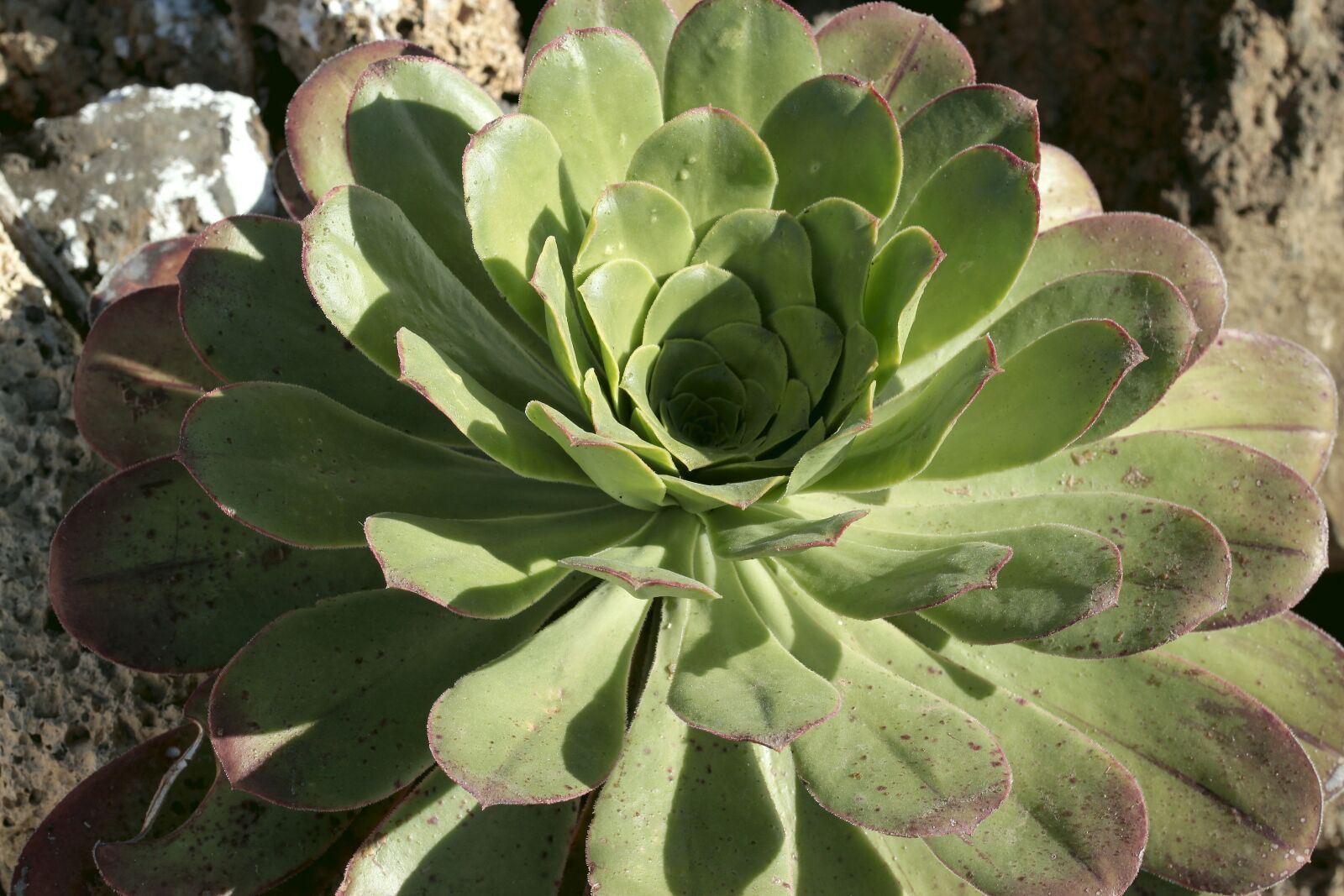 Canon EOS 500D (EOS Rebel T1i / EOS Kiss X3) sample photo. Plant, nature, leaf photography