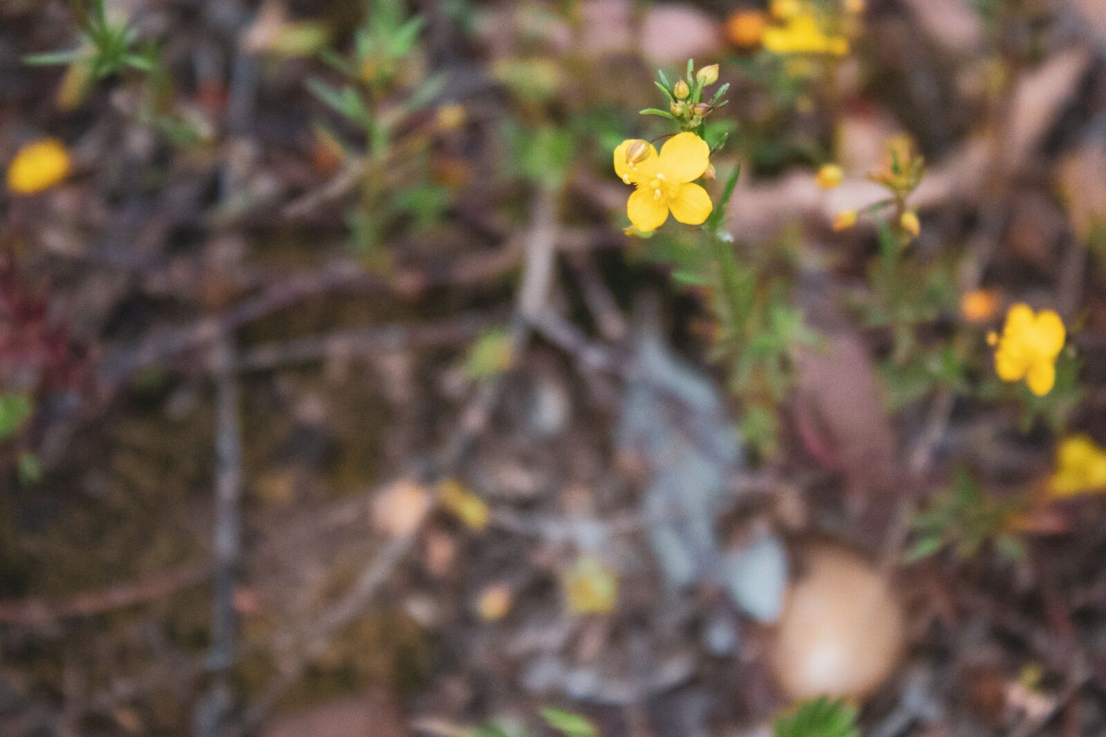 Canon EOS 200D (EOS Rebel SL2 / EOS Kiss X9) sample photo. Simplicity, flowers, nature photography
