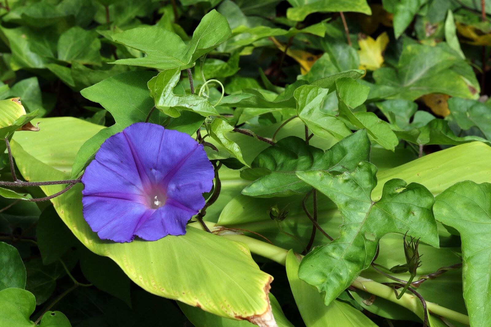 Canon EOS 7D Mark II sample photo. Bindweed, purple flower, creeper photography