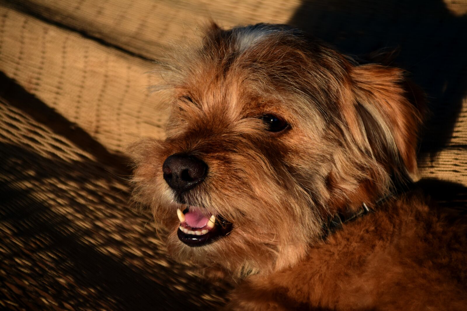 Nikon D3300 sample photo. Dog, vacations, hybrid photography