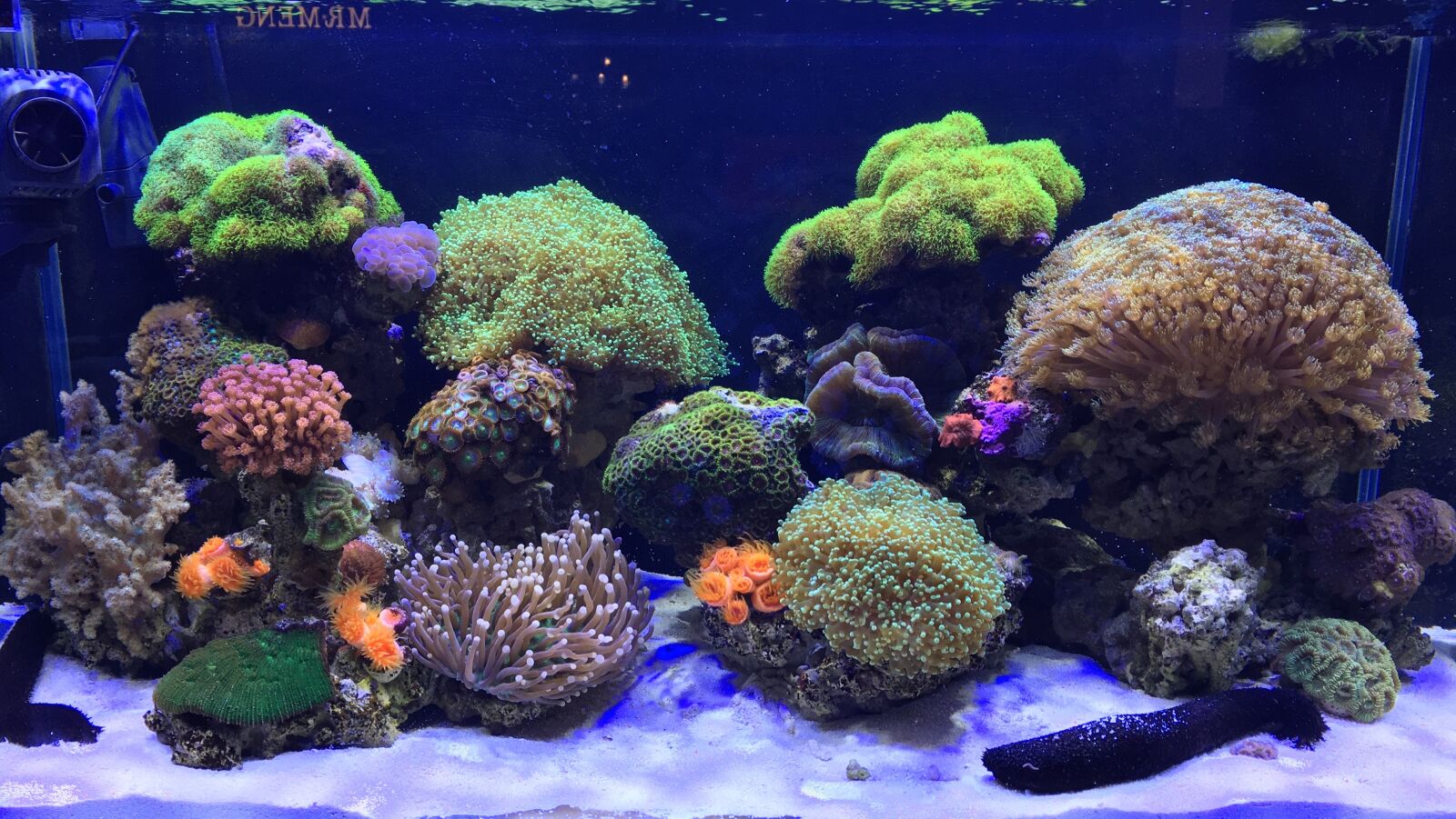 Apple iPhone 6s sample photo. Aquarium, marine, coral photography