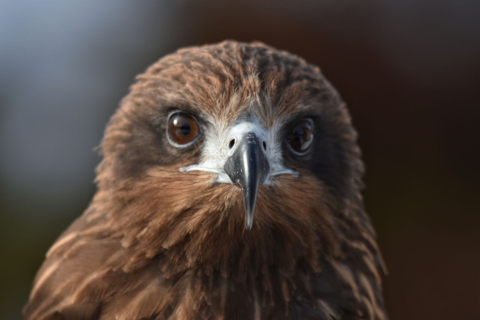 Nikon D7200 sample photo. Animal, bird, wild birds photography