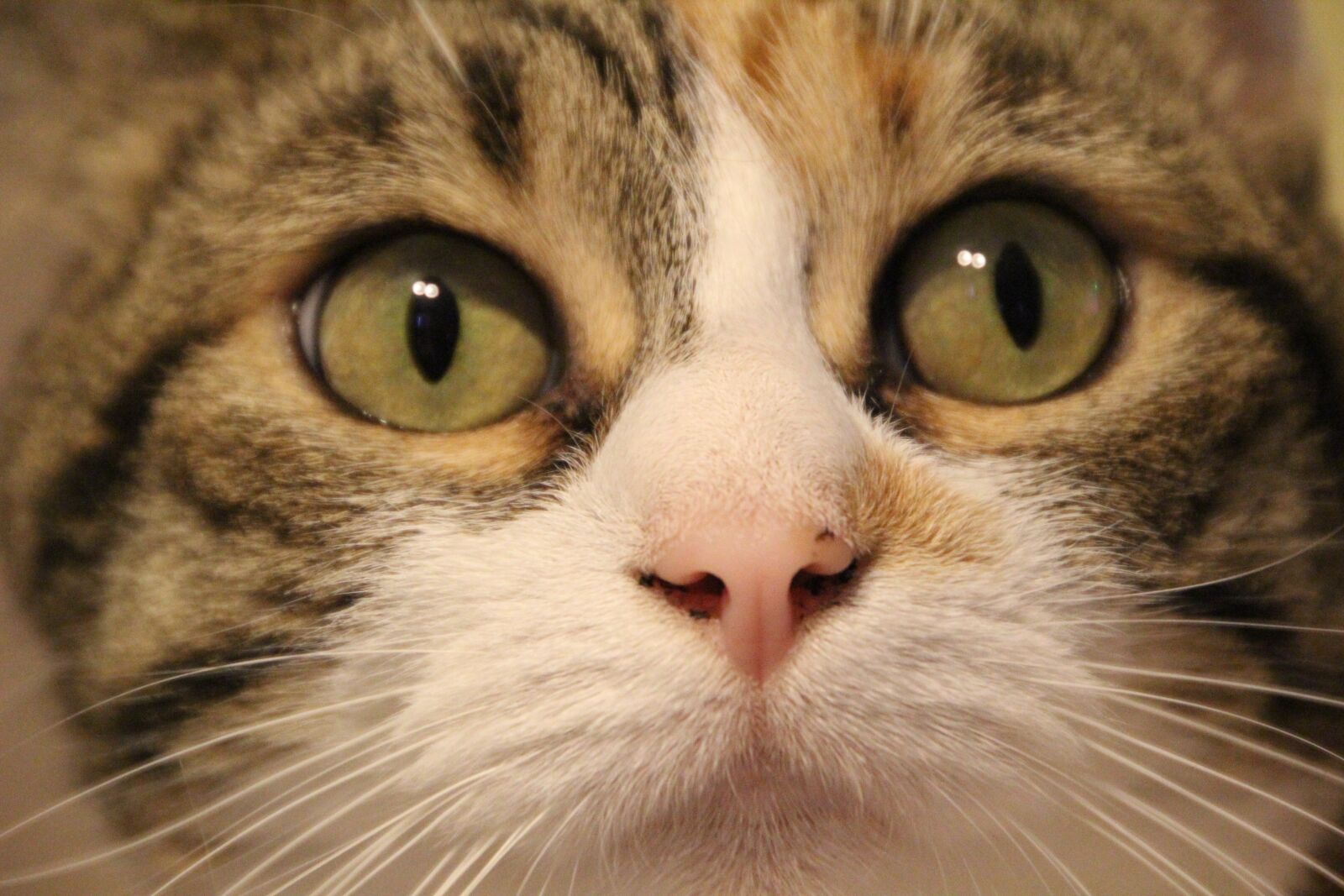 Canon EOS 60D sample photo. Cat, look, animal photography