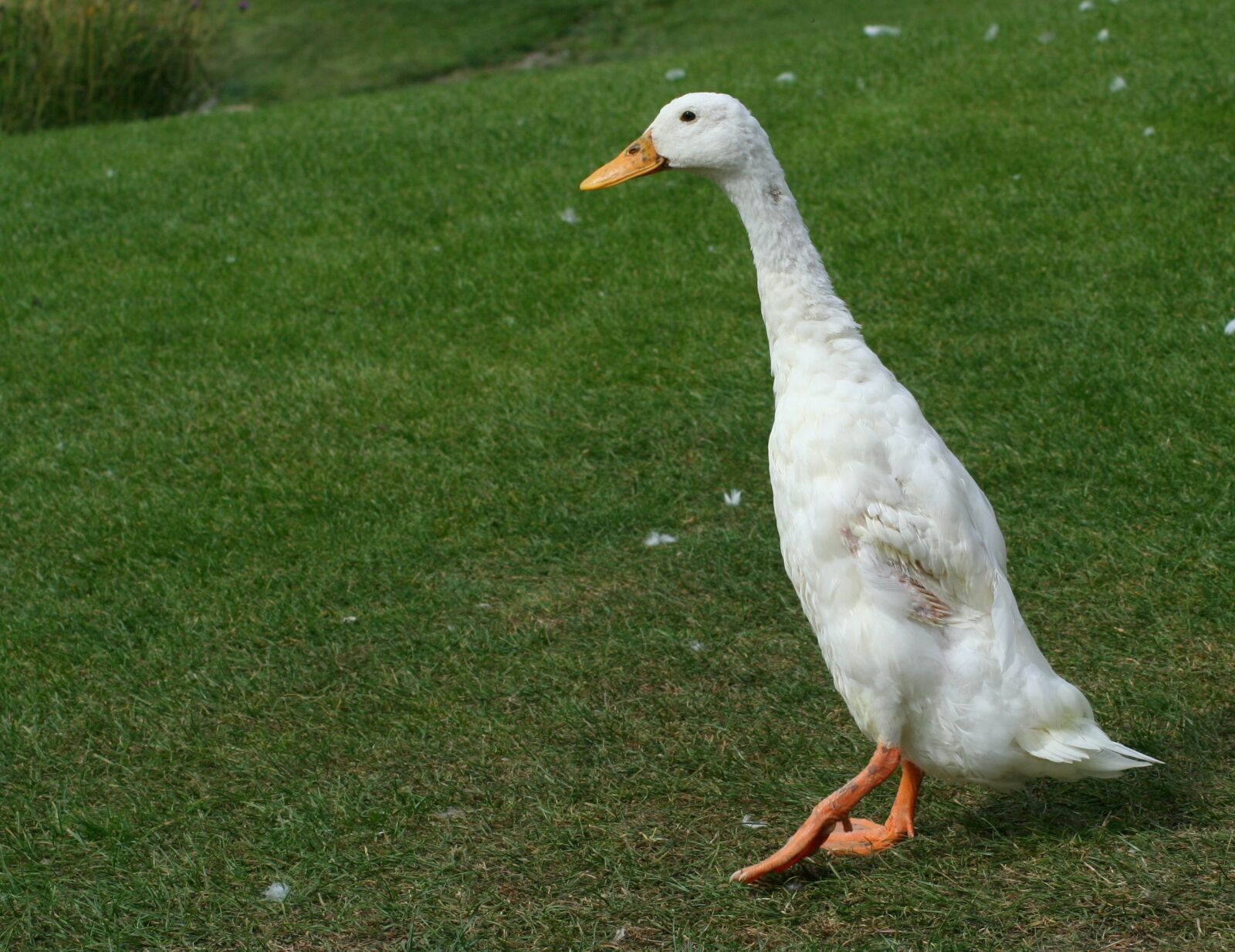 Canon EOS 350D (EOS Digital Rebel XT / EOS Kiss Digital N) sample photo. Runner duck, animal, bird photography