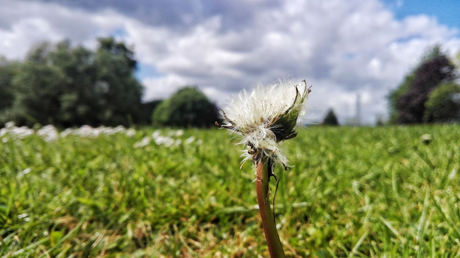 HUAWEI P8 Lite sample photo. Dandelion, flower, meadow photography