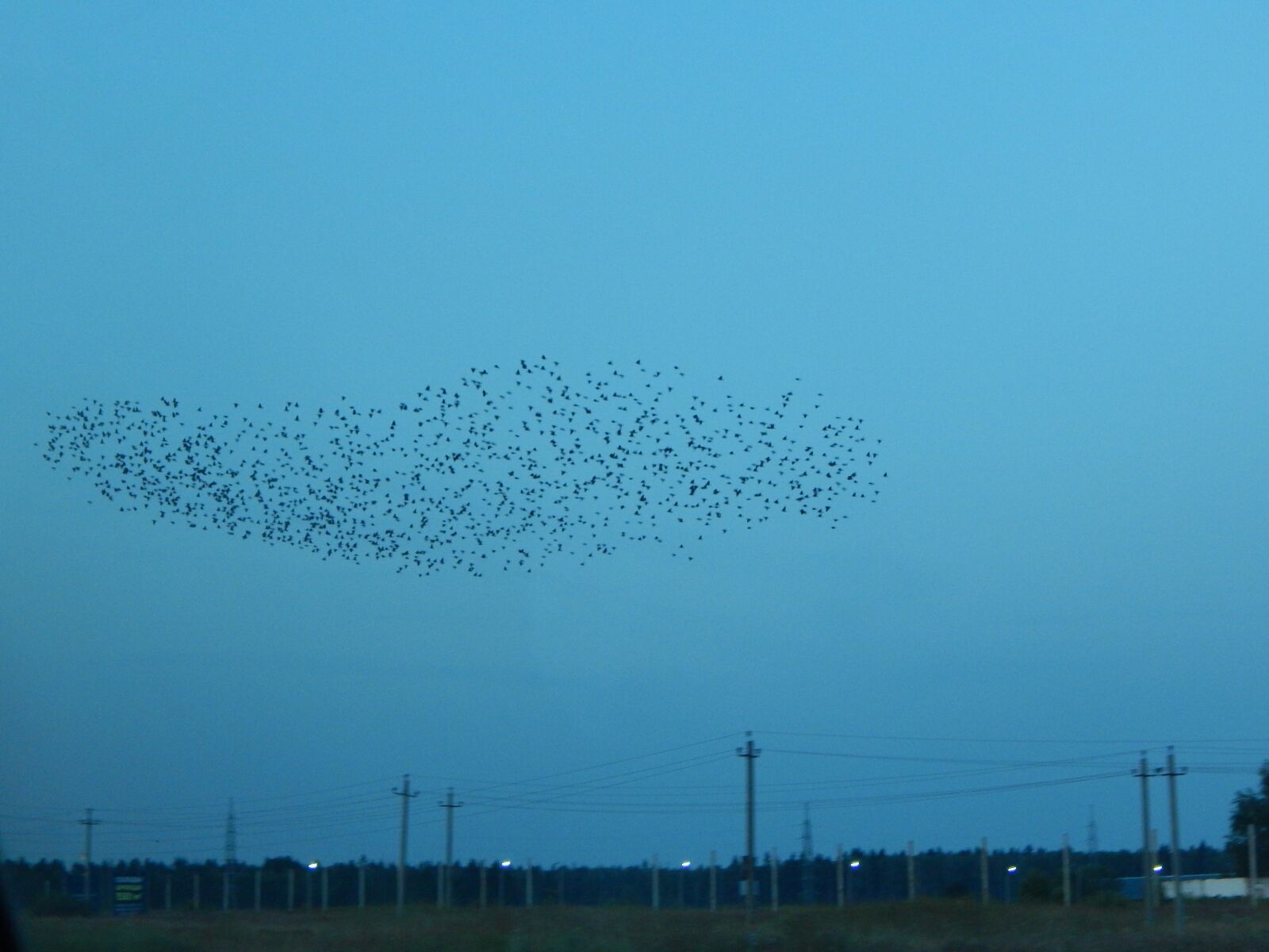 Nikon Coolpix L830 sample photo. The murmuration, starlings, birds photography