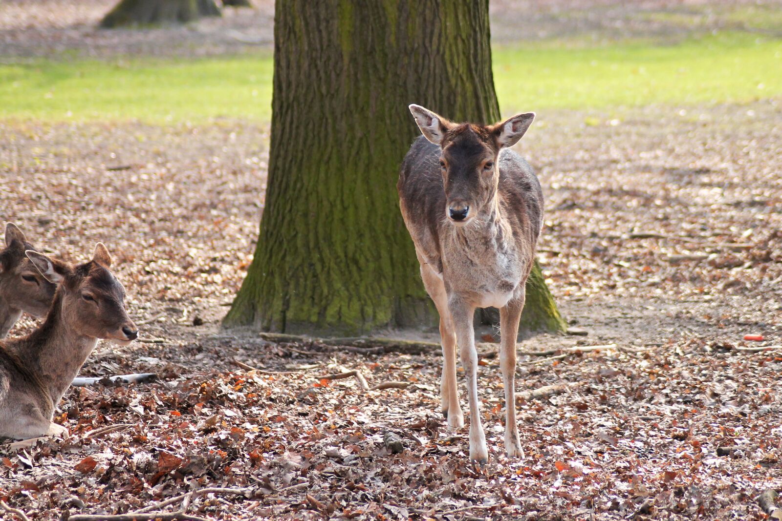 Canon EOS 1100D (EOS Rebel T3 / EOS Kiss X50) sample photo. Roe deer, forest, nature photography