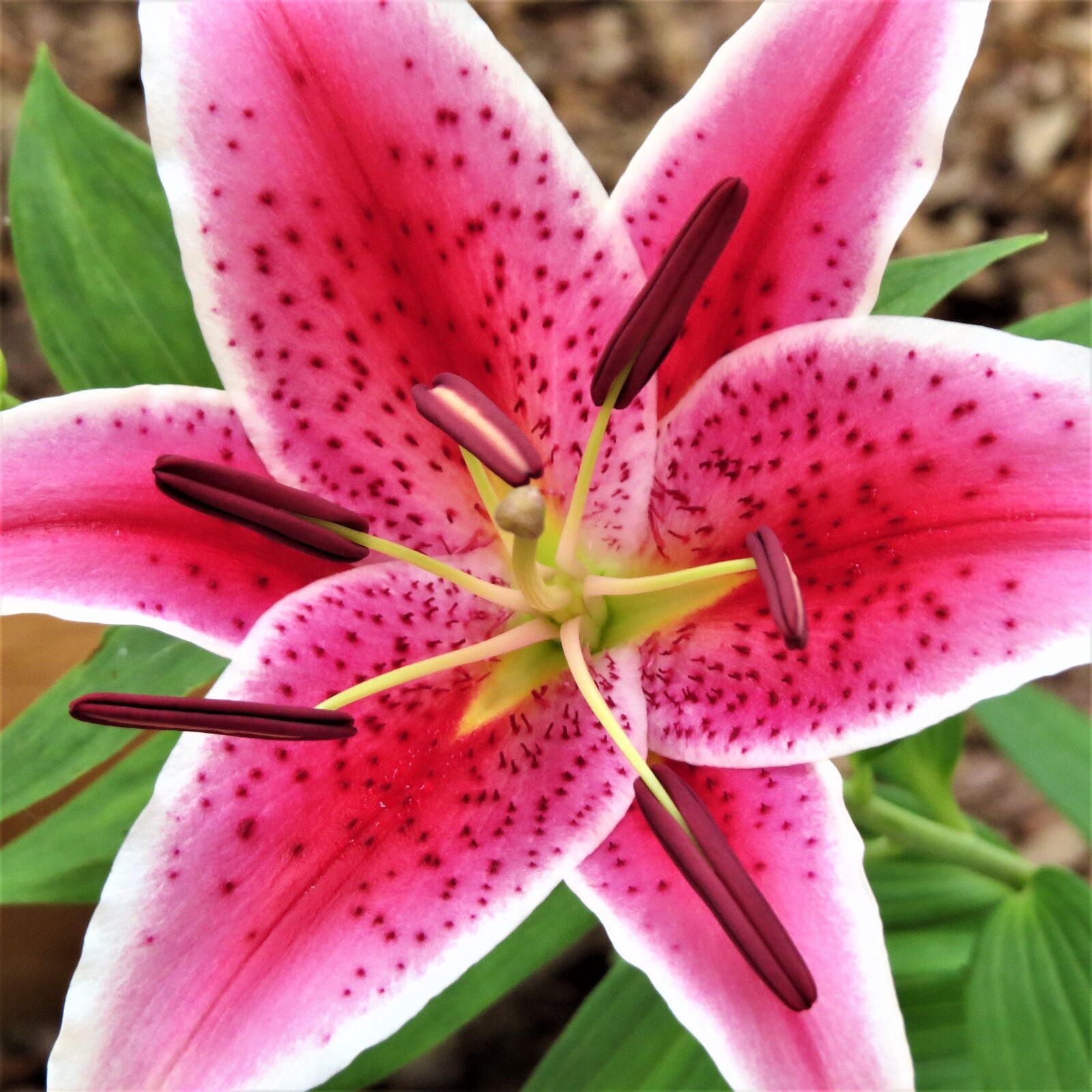 Canon PowerShot SX50 HS sample photo. Pink and purple flower photography