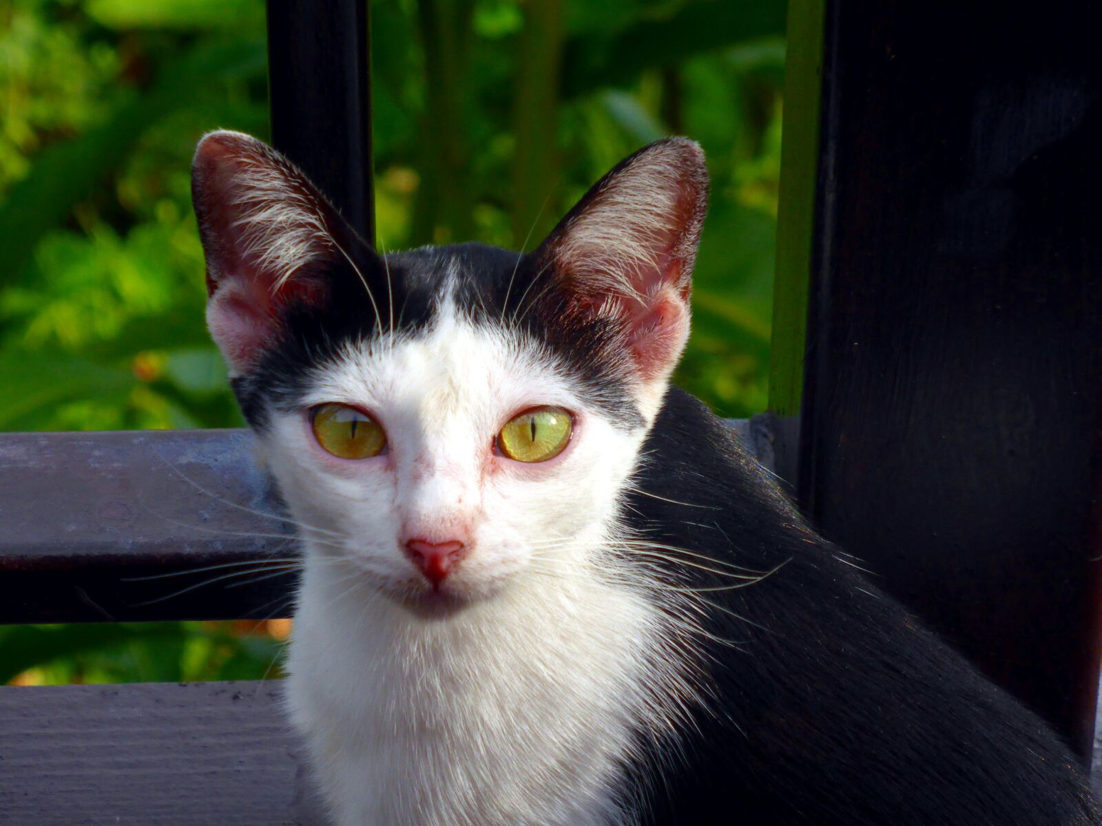 Panasonic DMC-TZ41 sample photo. Cat, pet, black and photography