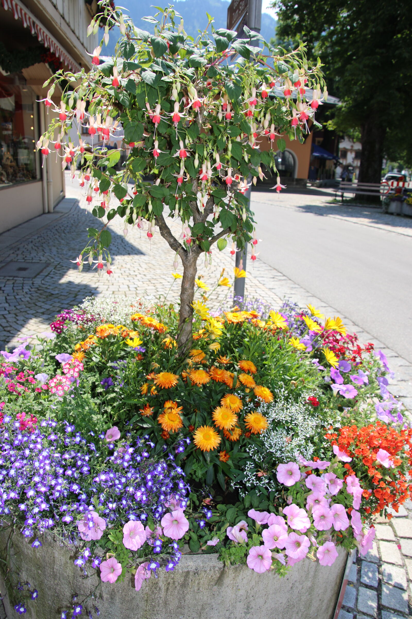 Canon EOS 7D Mark II sample photo. Flower, pot, flowers, garden photography