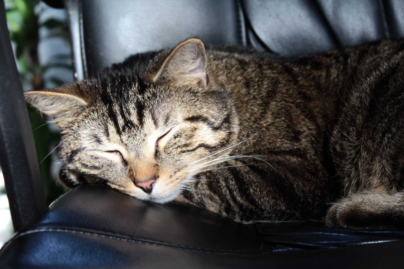 Canon EOS 1200D (EOS Rebel T5 / EOS Kiss X70 / EOS Hi) sample photo. Cat, sleep, pet photography