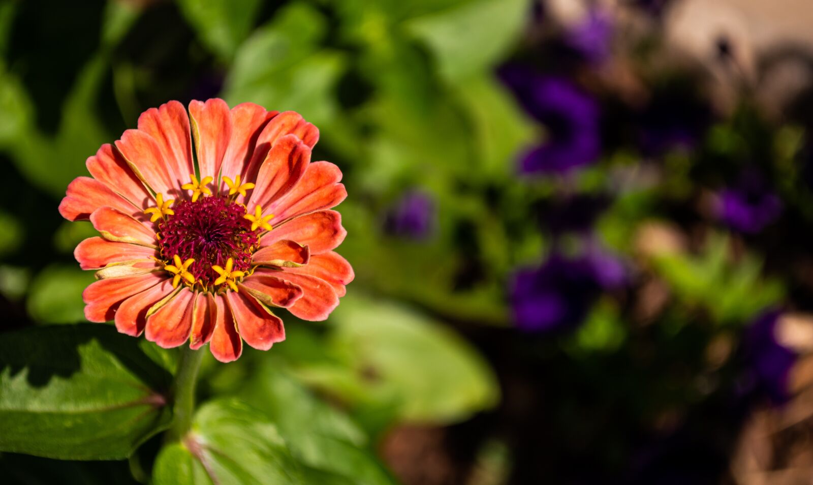 Nikon D5200 sample photo. Zinnia, flower, nature photography
