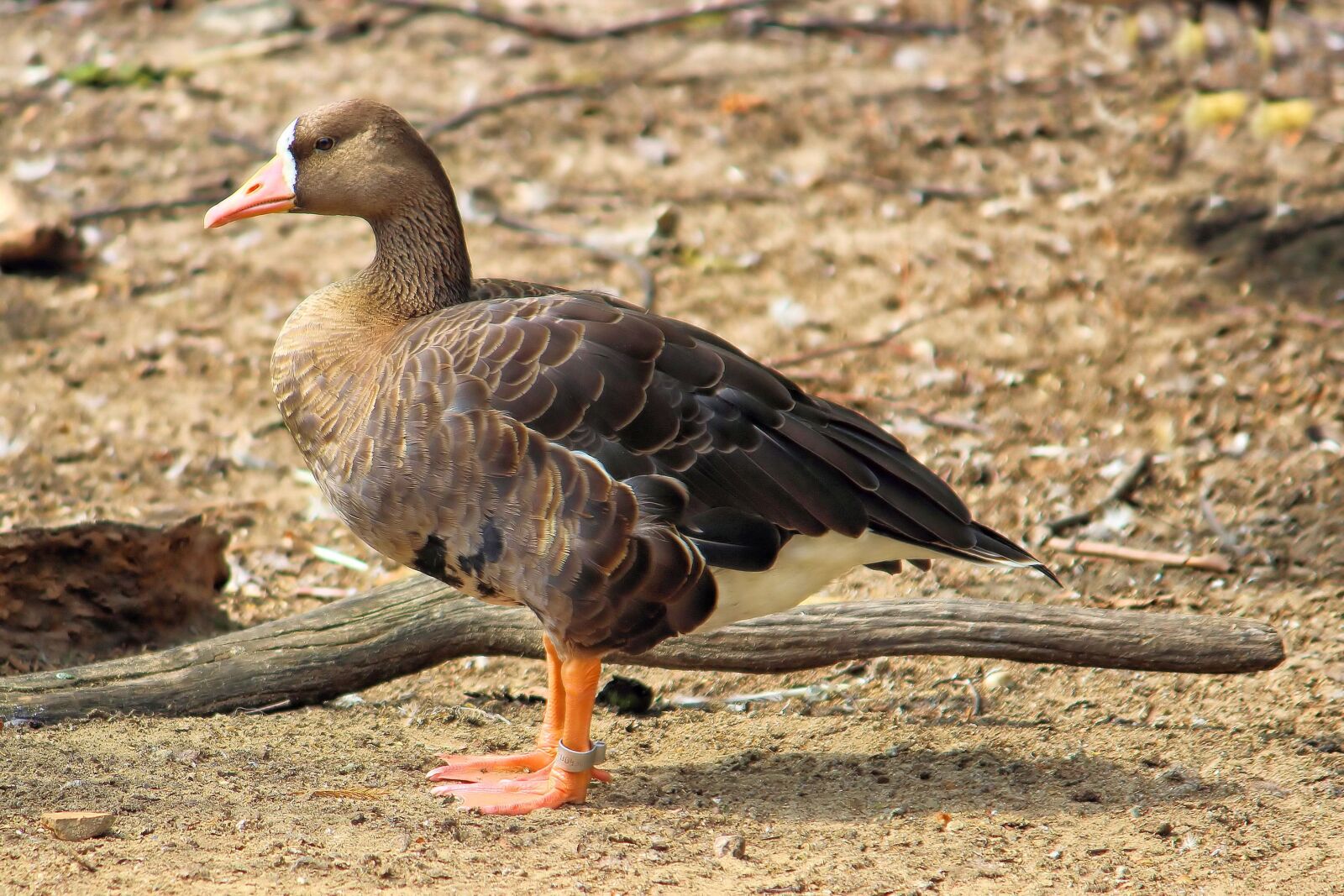 Canon EOS 600D (Rebel EOS T3i / EOS Kiss X5) sample photo. Goose, greylag goose, bird photography