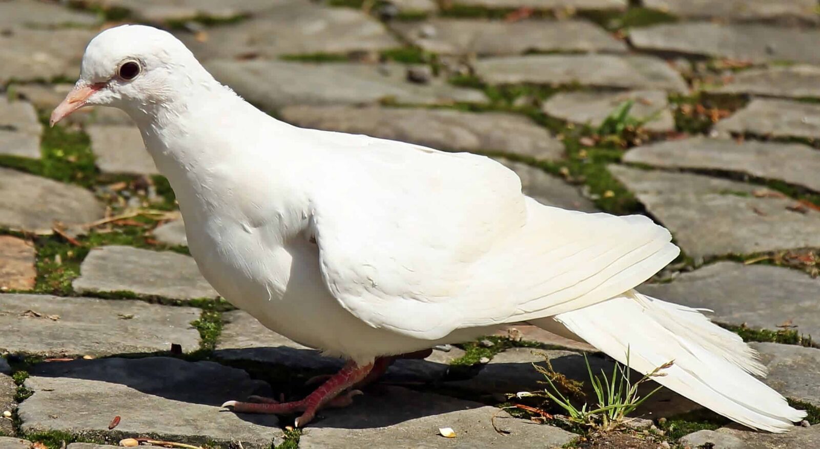 Canon EOS 550D (EOS Rebel T2i / EOS Kiss X4) sample photo. Animal, white pigeon, wildlife photography