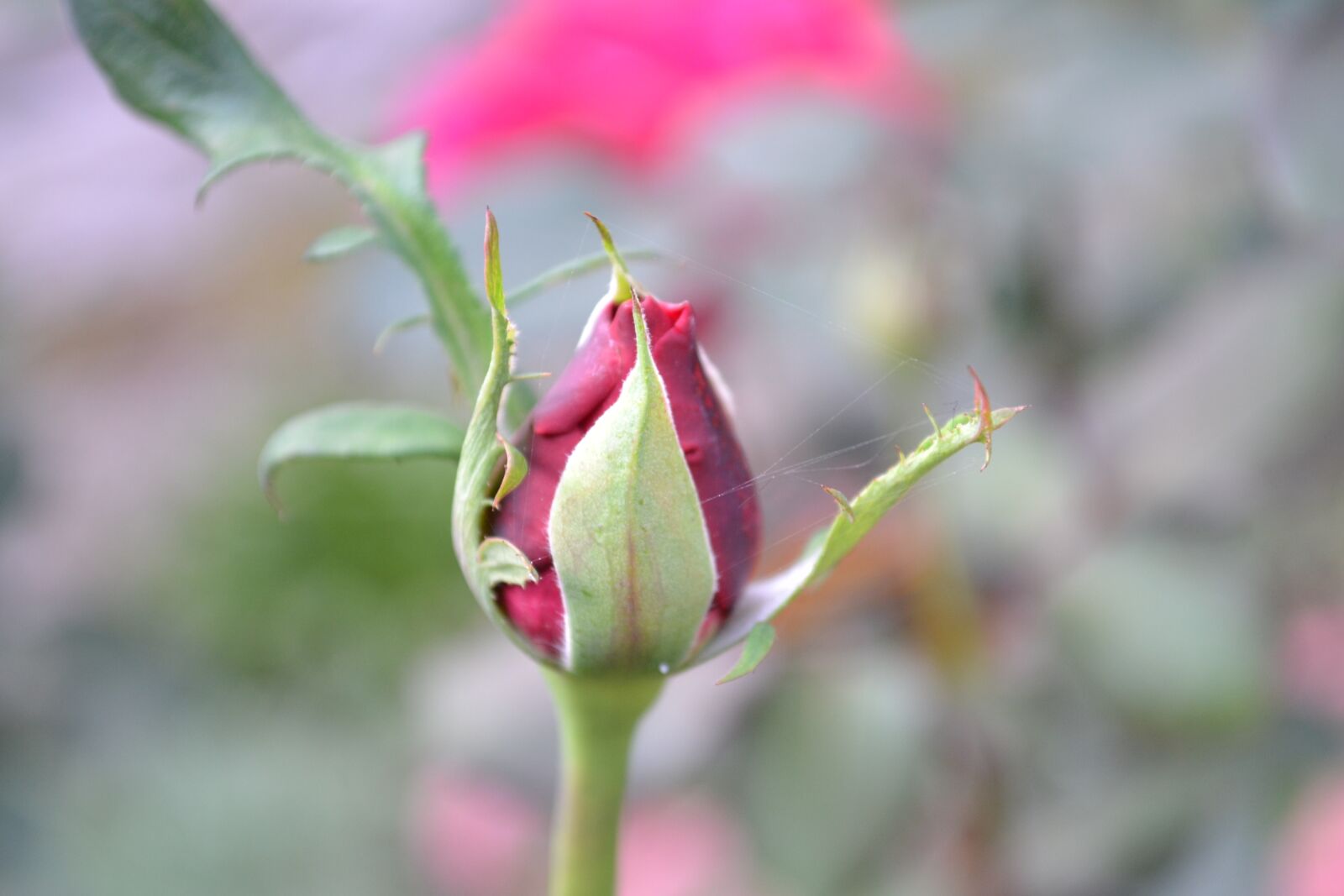 Nikon D3100 sample photo. Rose, garden, flower photography