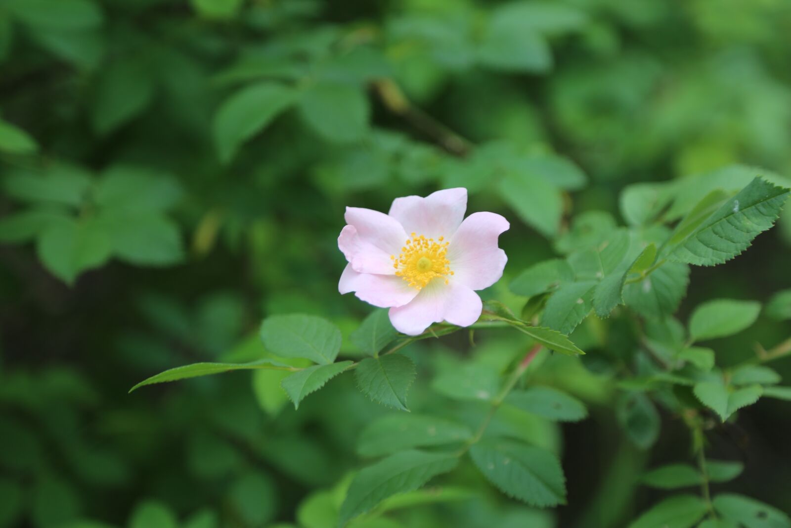 Canon EOS 5D Mark III sample photo. Rosehip, flower, plant photography