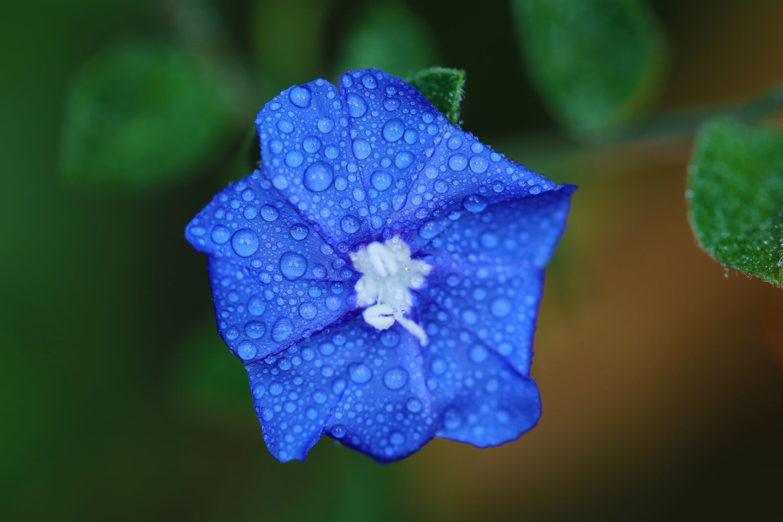 Canon EOS 5DS + Canon EF 100mm F2.8 Macro USM sample photo. Evolvulous, blue, flower photography