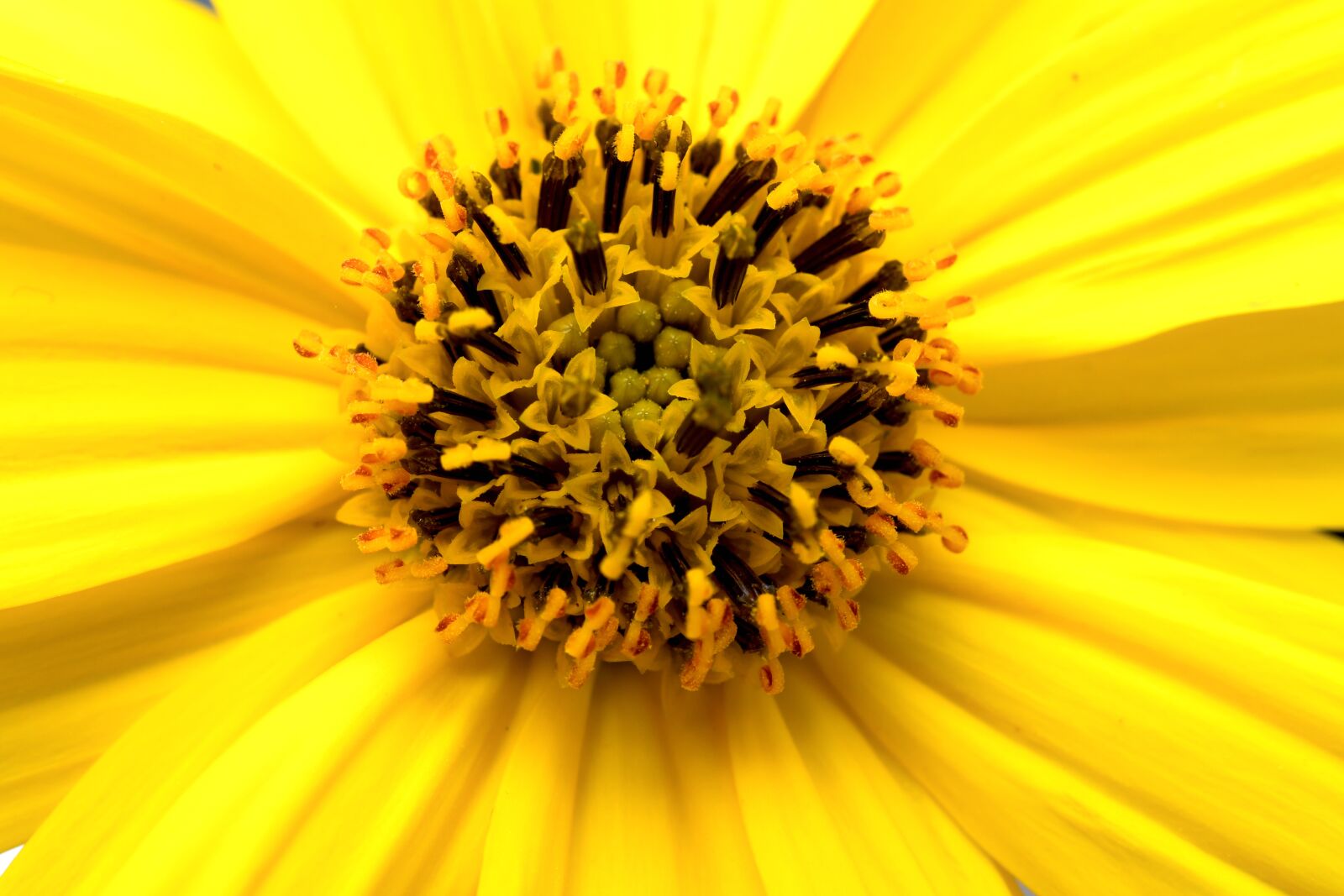 Nikon D7500 sample photo. Flower, yellow, jerusalem artichoke photography