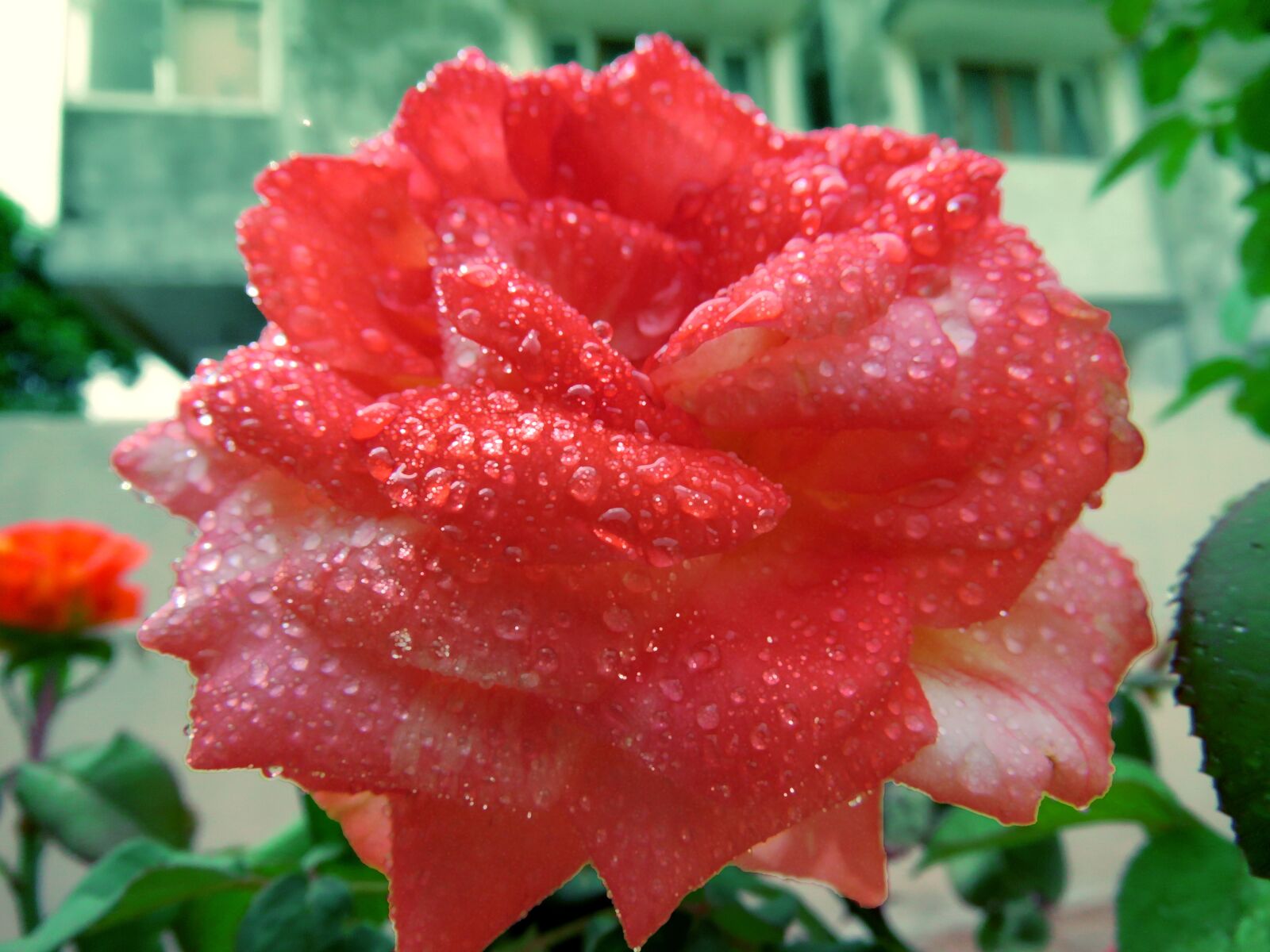 Canon PowerShot SX60 HS sample photo. Pink rose, rose, rose photography