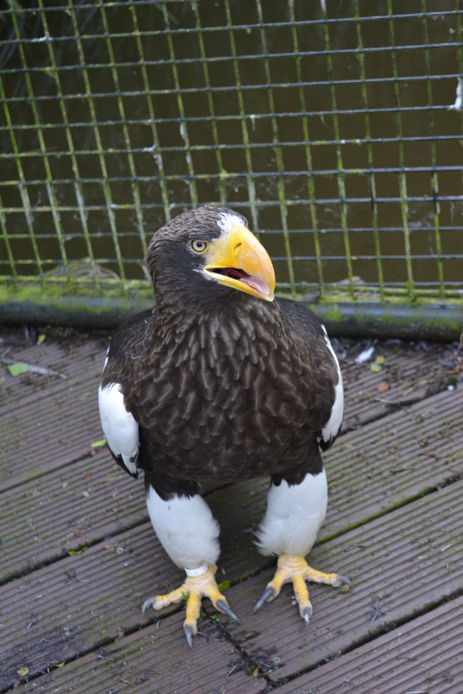 Nikon D5200 sample photo. Stellar, sea-eagle, bird photography