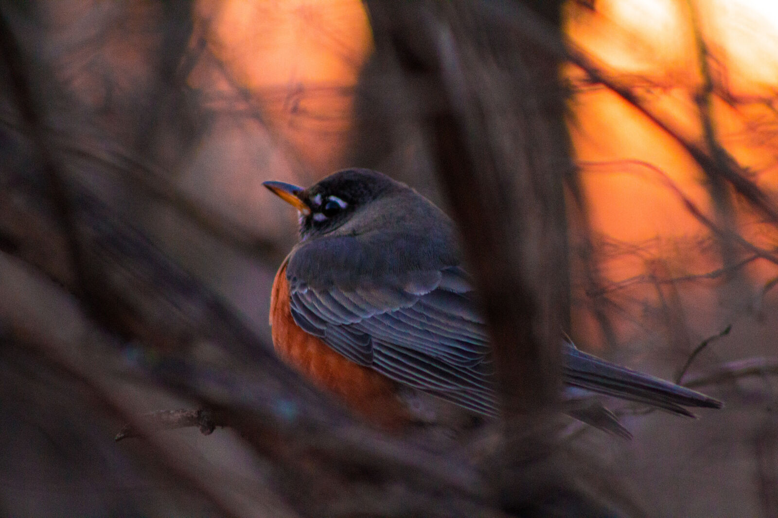 Canon EF 75-300mm f/4-5.6 sample photo. Bird, canon, sunligh, zoom photography