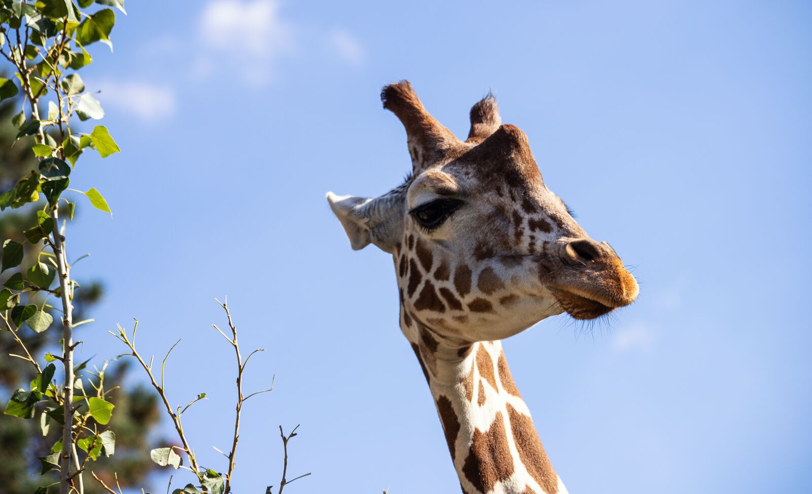 Canon EF 70-300mm F4-5.6 IS USM sample photo. Giraffe, mammal, animal photography
