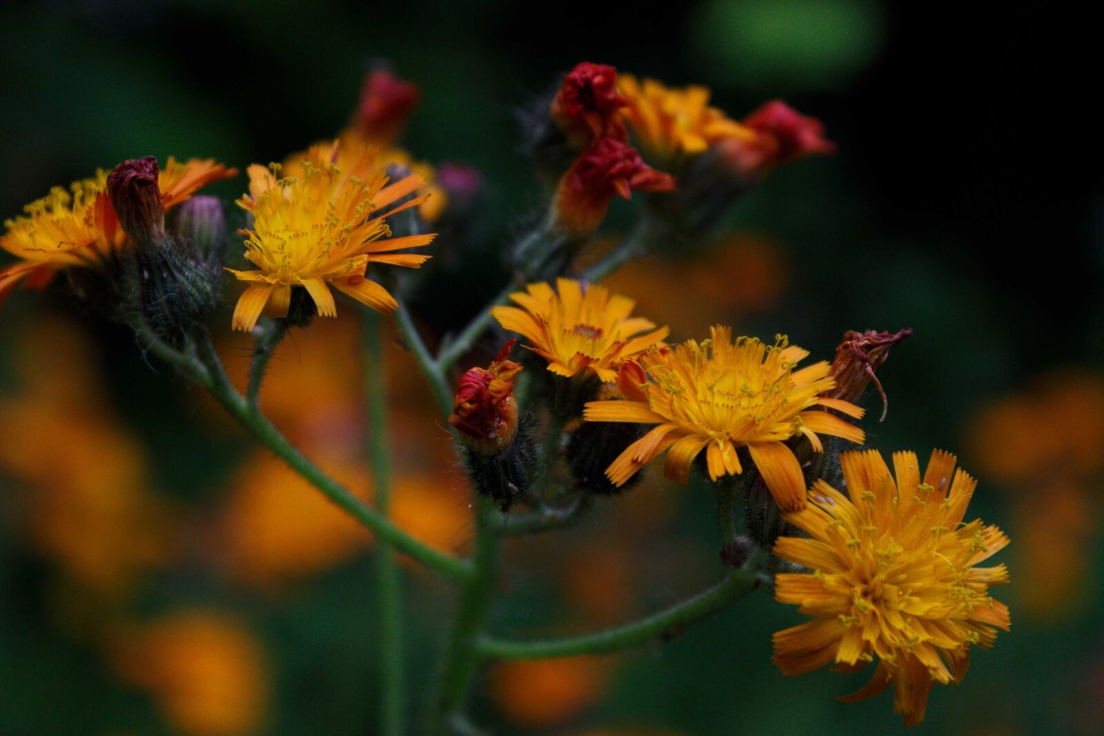 Canon EOS 600D (Rebel EOS T3i / EOS Kiss X5) sample photo. Flower, orange, beautiful photography